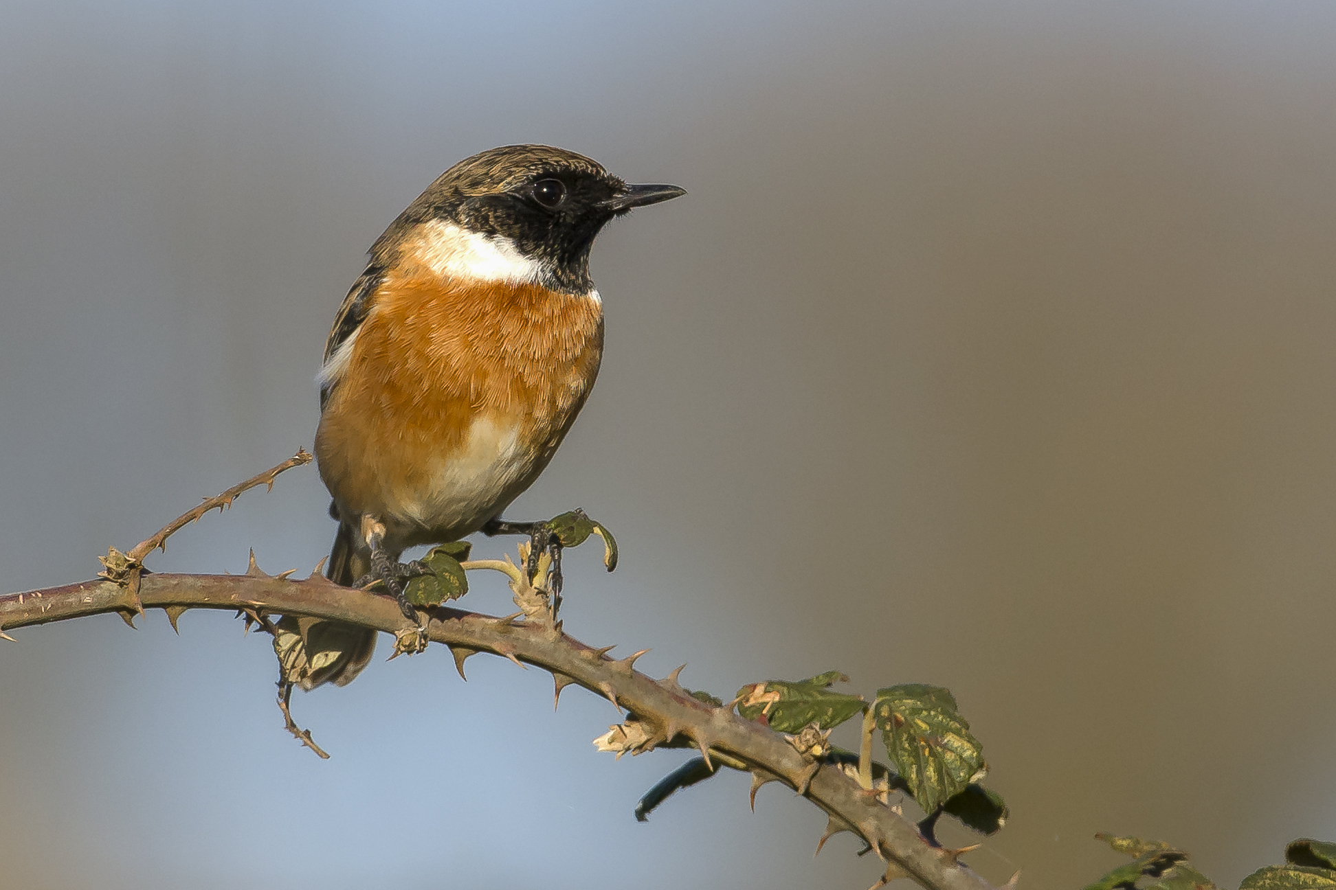 Stonechat