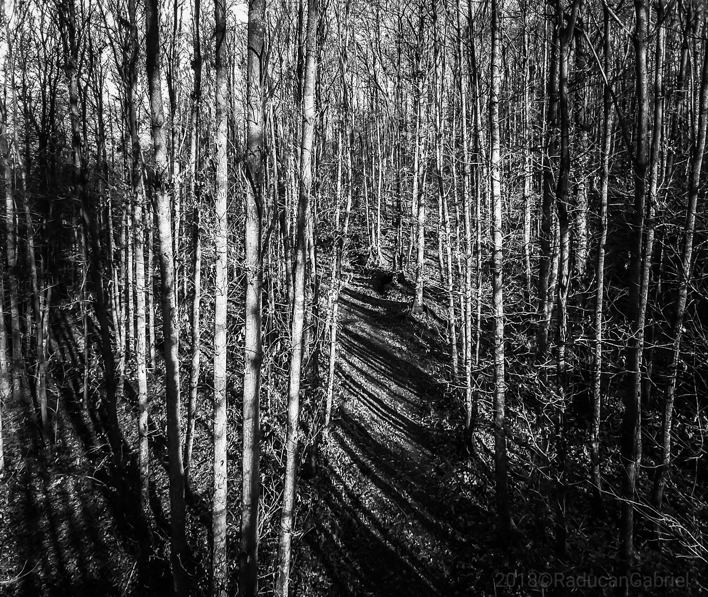 Woods of Rocca PRiORA