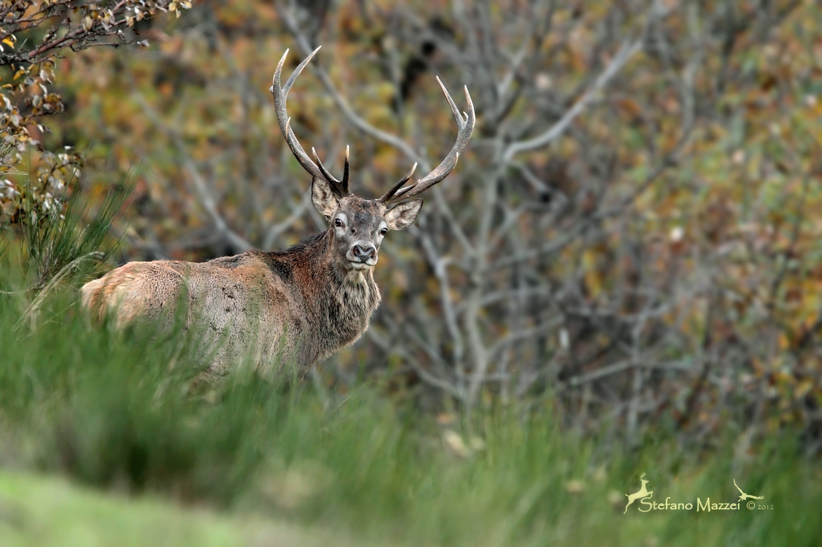 Cervi d'Autunno ...