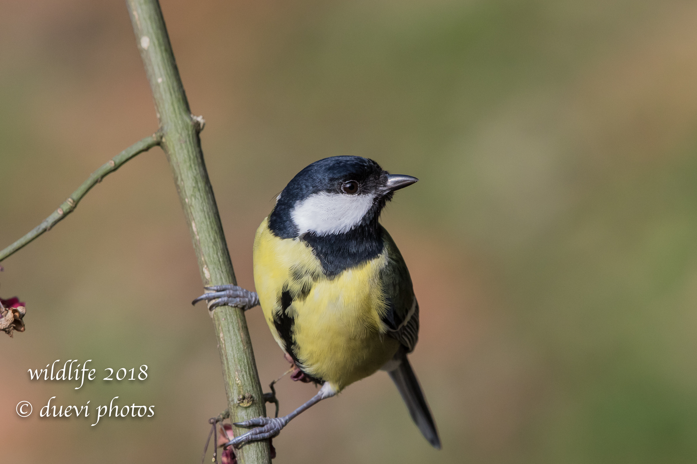Parus major