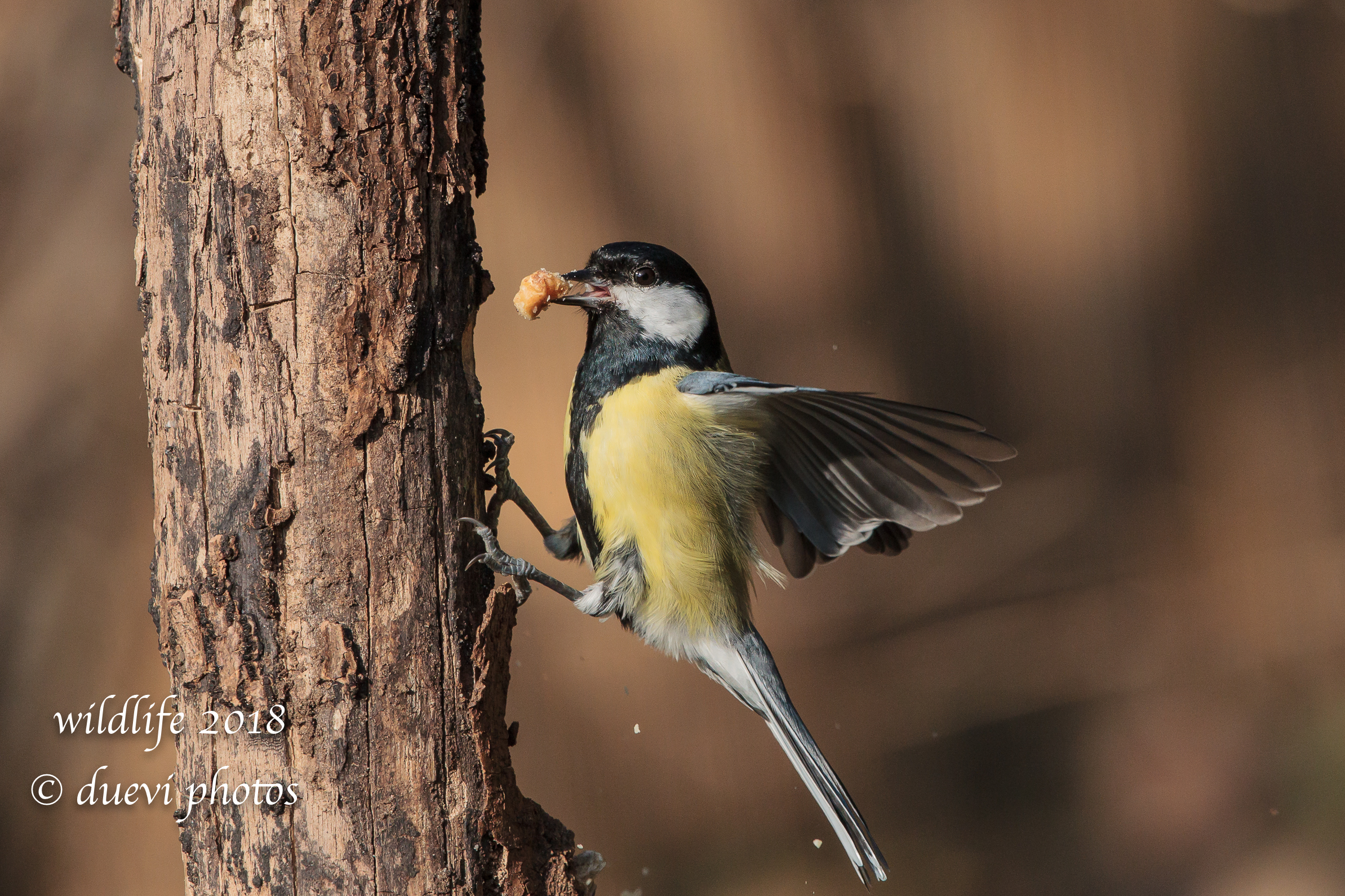 Parus major