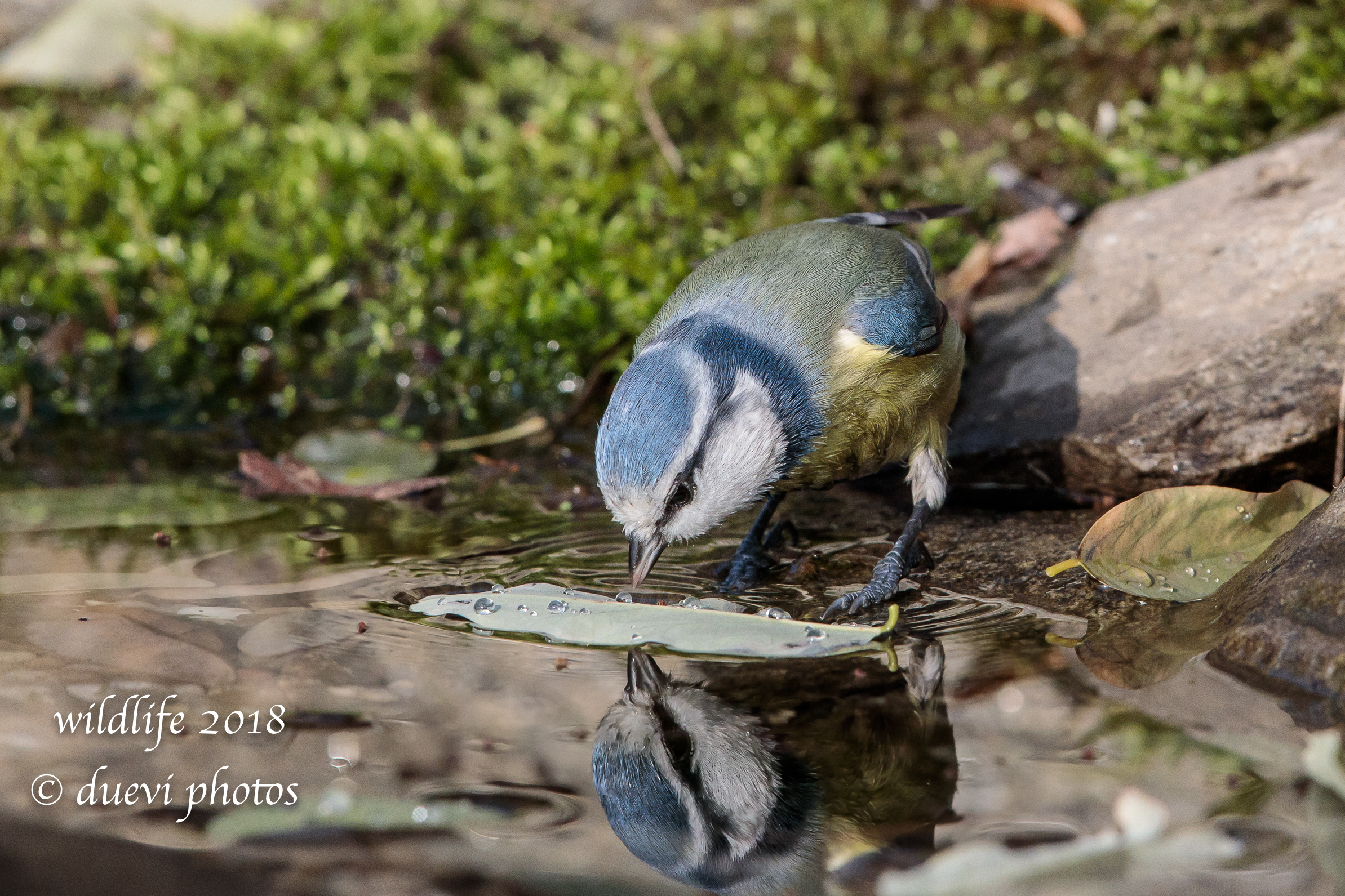 Cinciarella - Cyanistes caeruleus