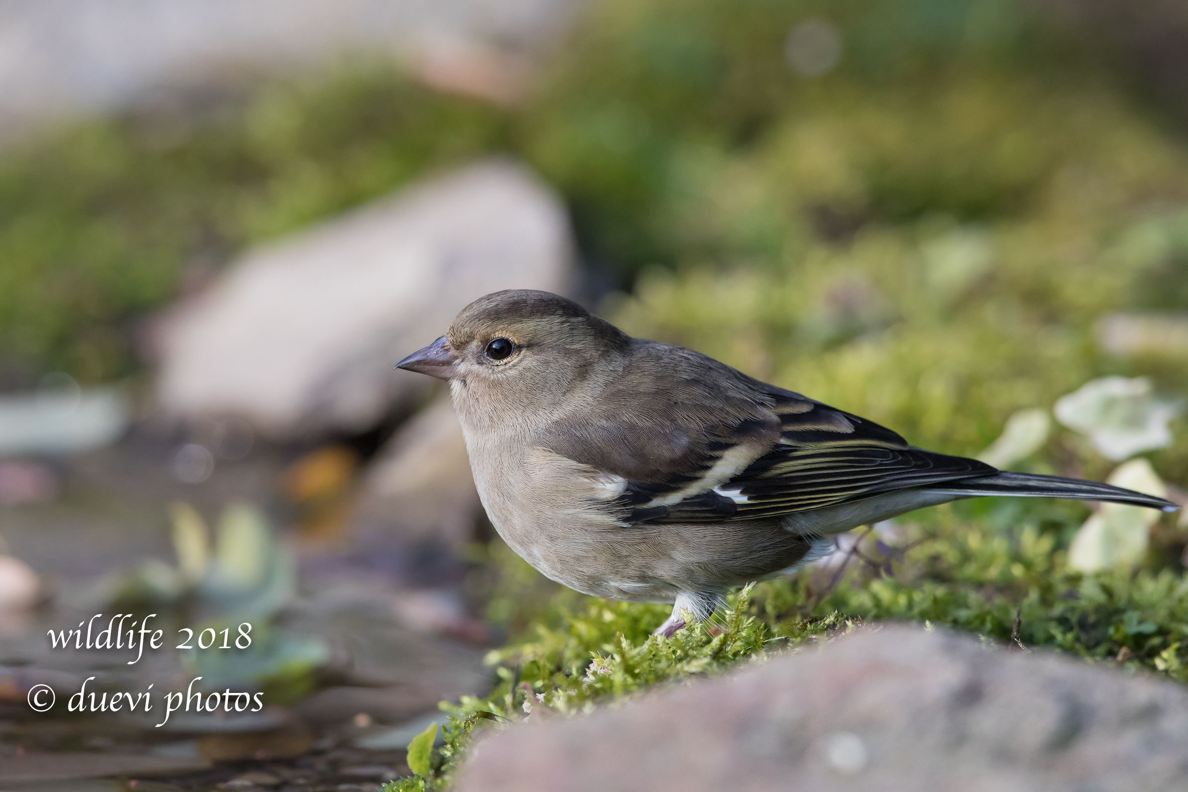 Fringilla Coelebs (f)