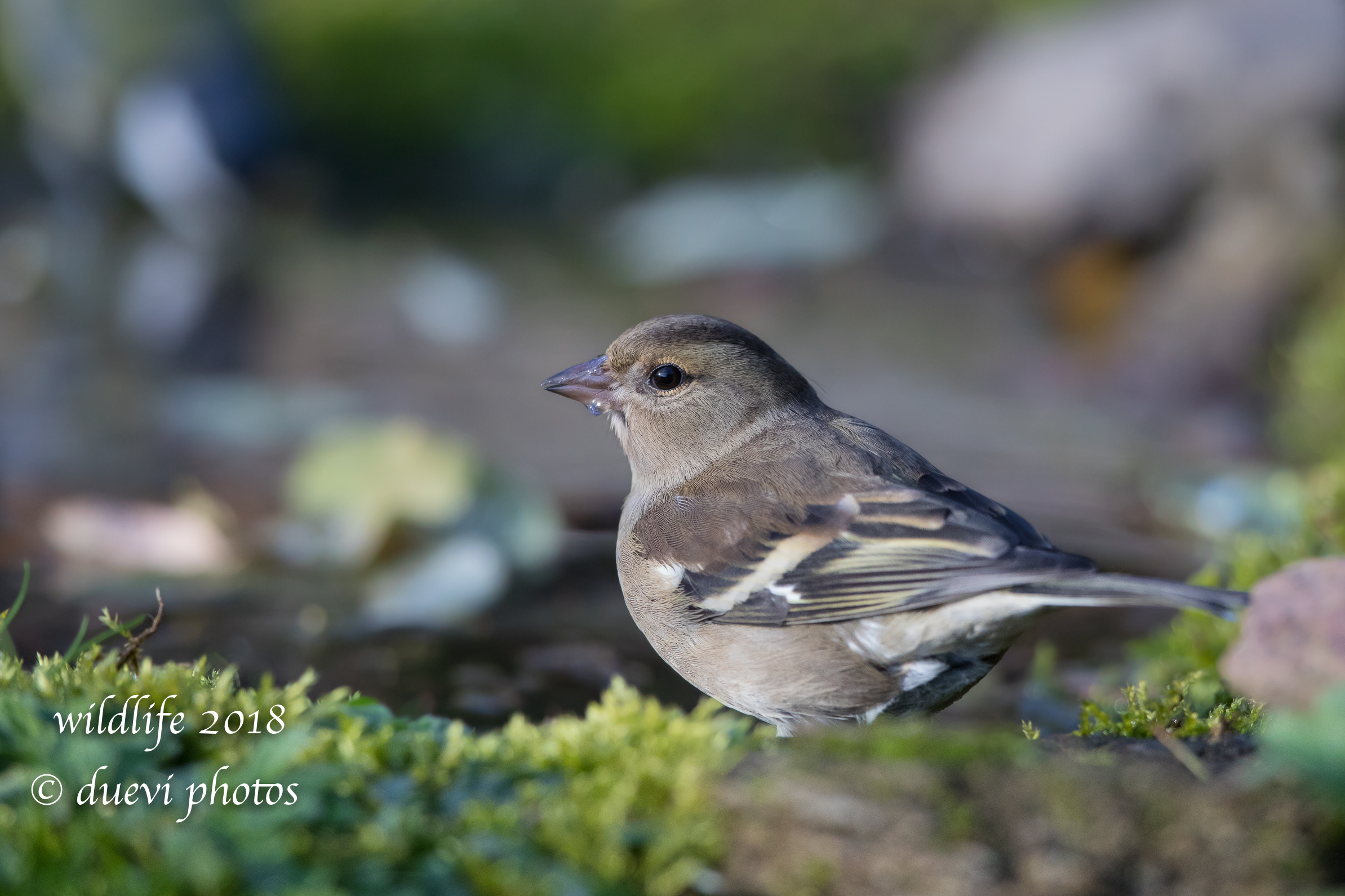Fringilla Coelebs (f)
