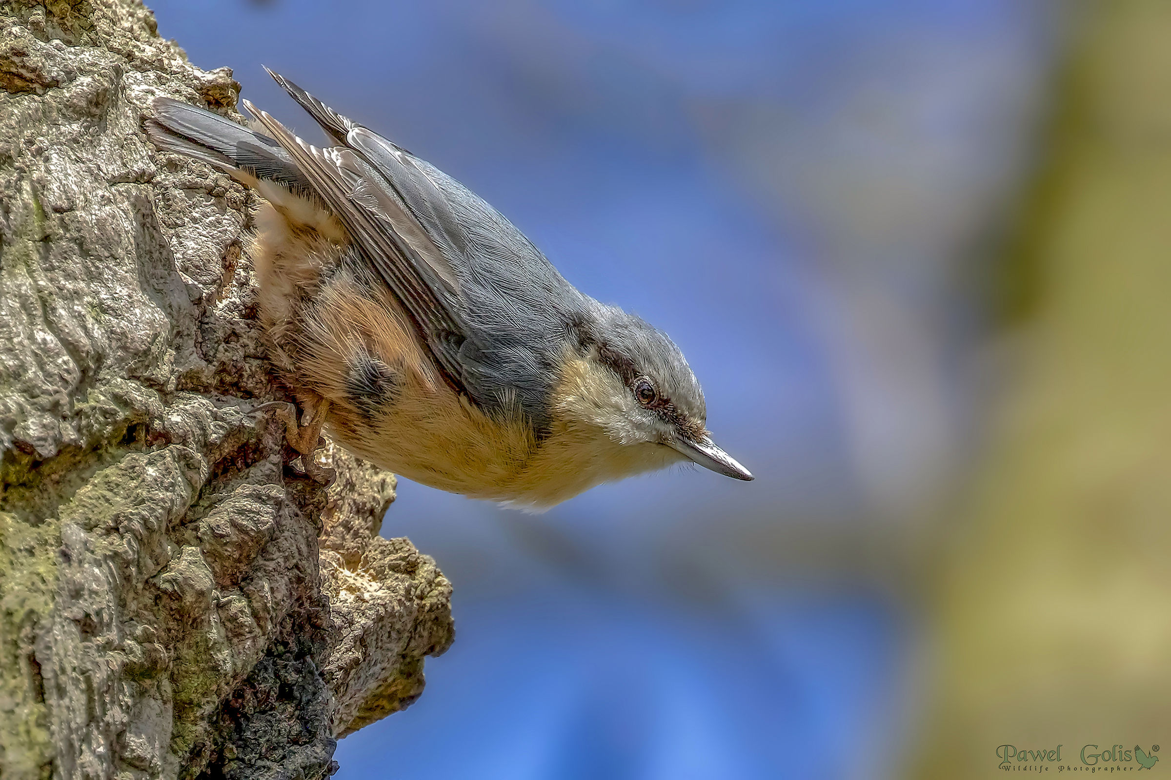 Picchio muratore (Sitta europaea)