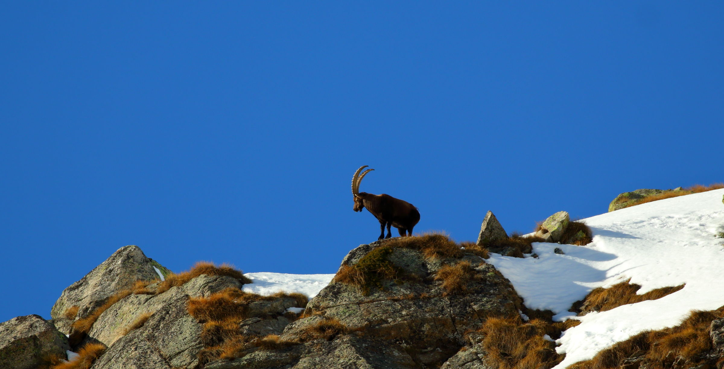 Ibex