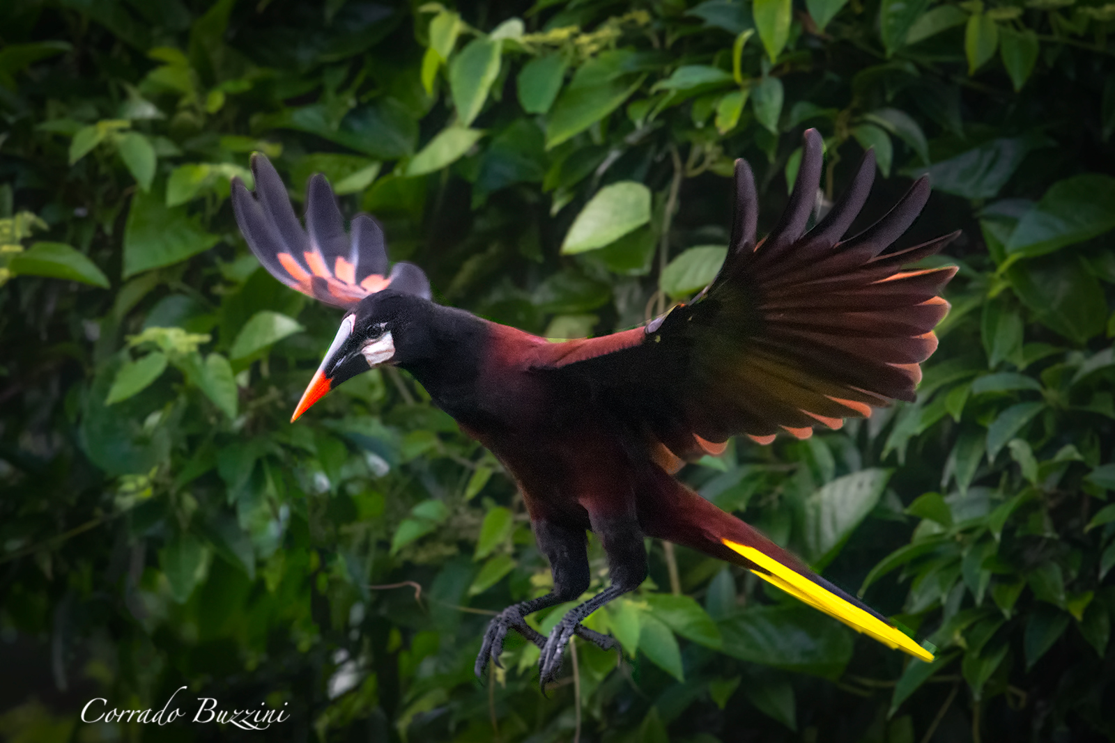 Oropendola