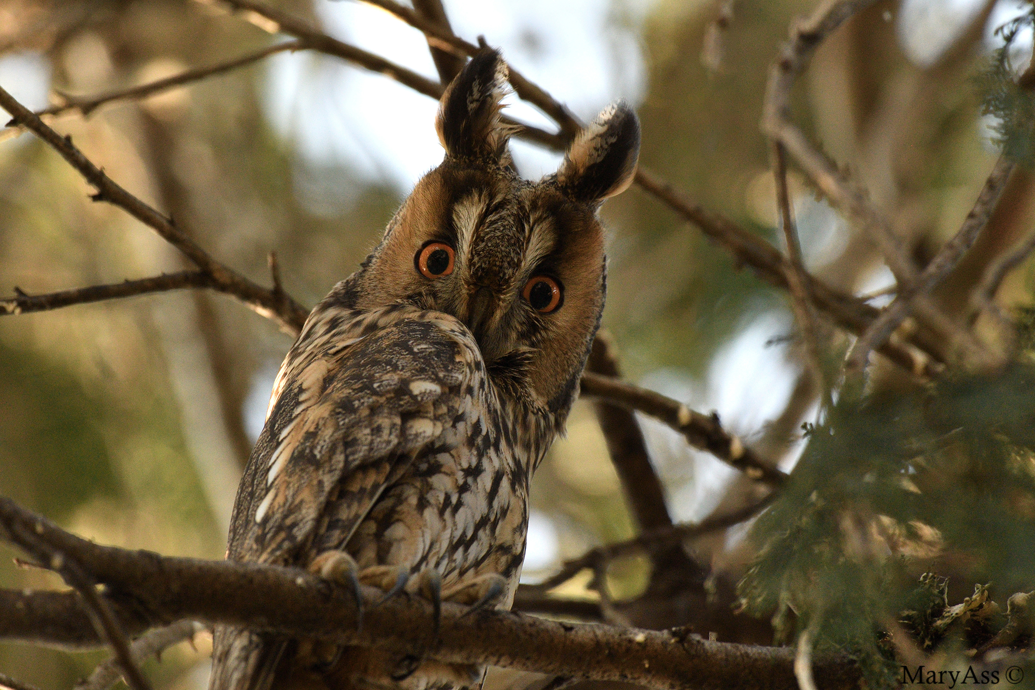 Common Owl
