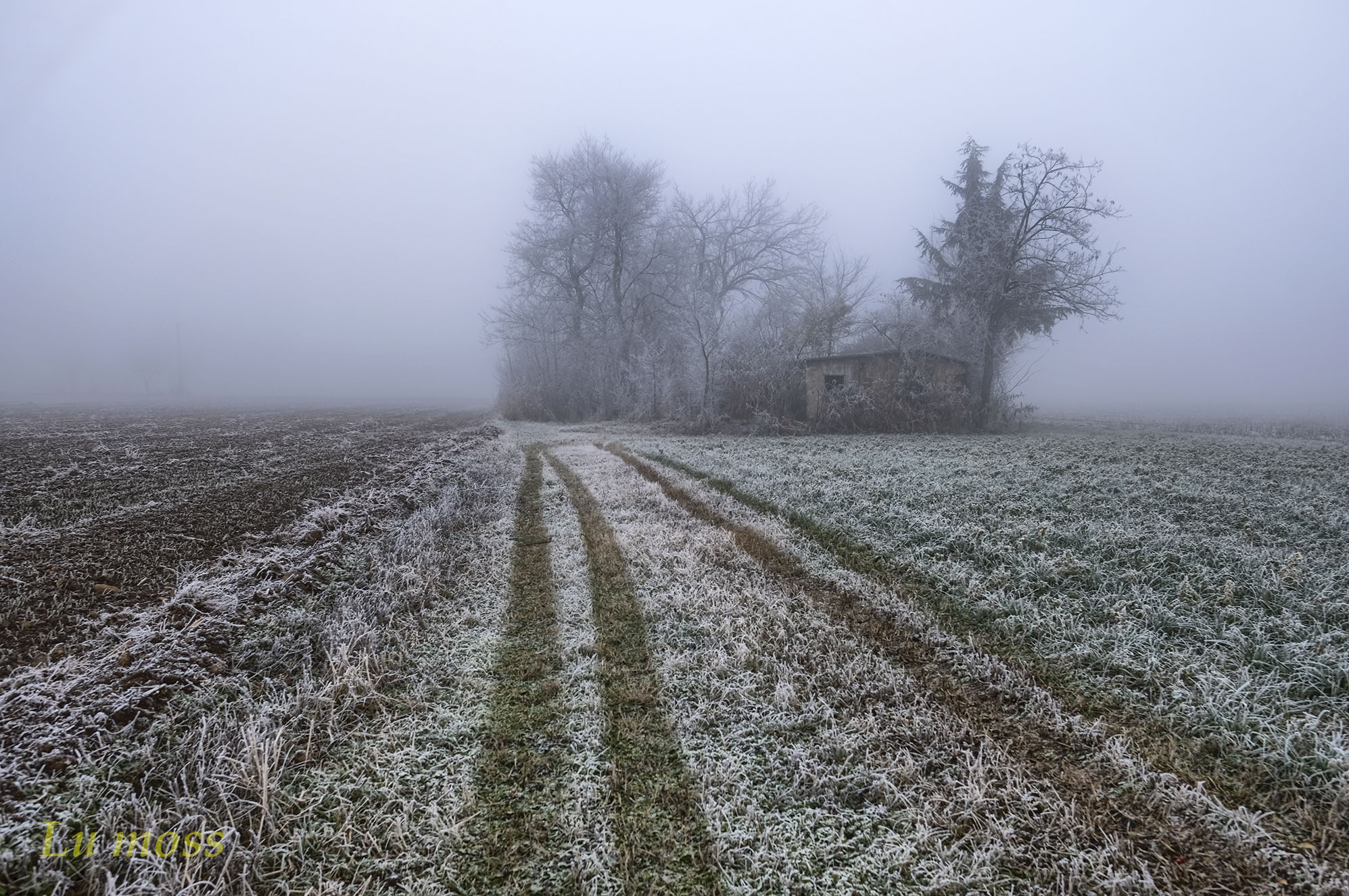 Frost and mist in the plain.