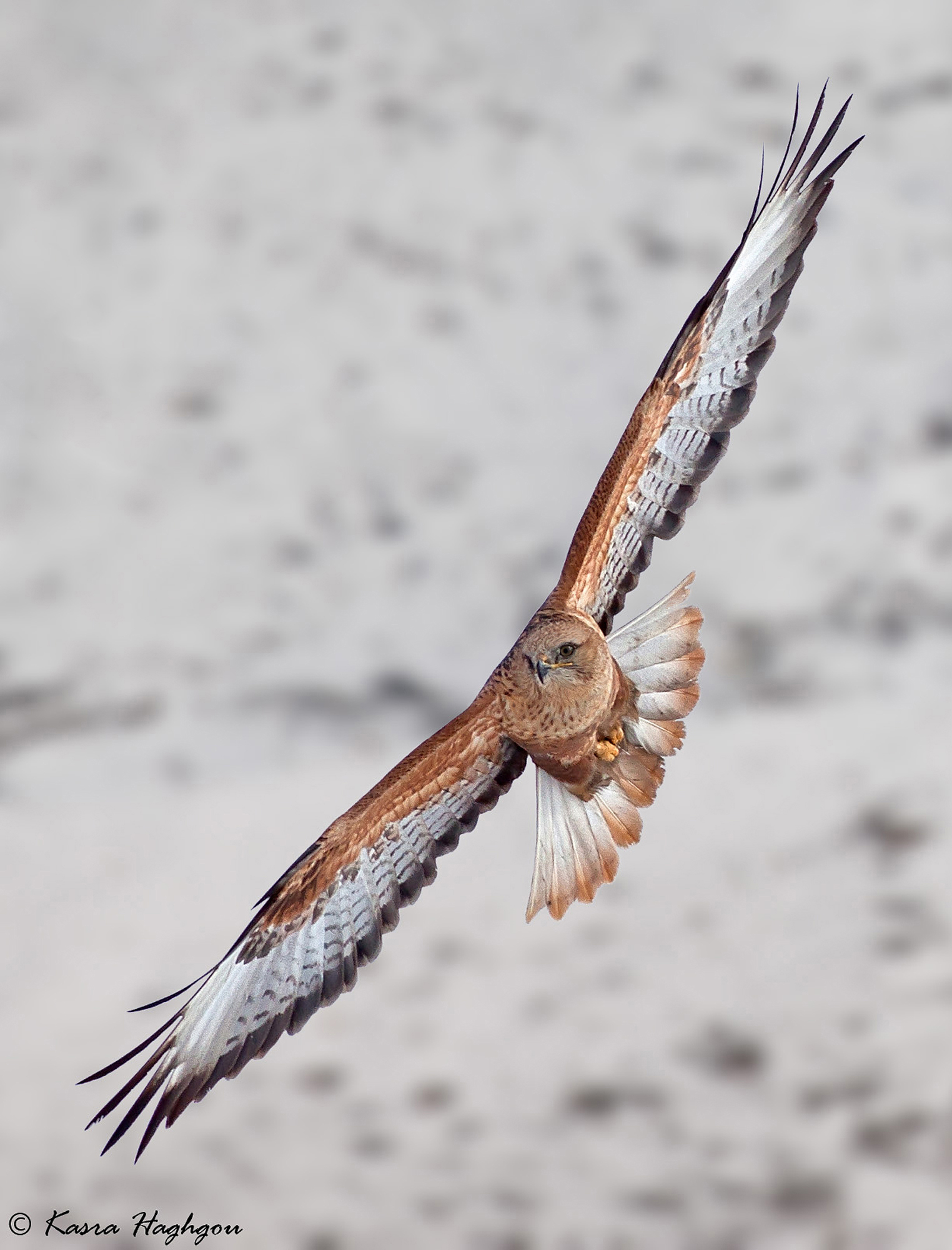 Long-legged buzzard