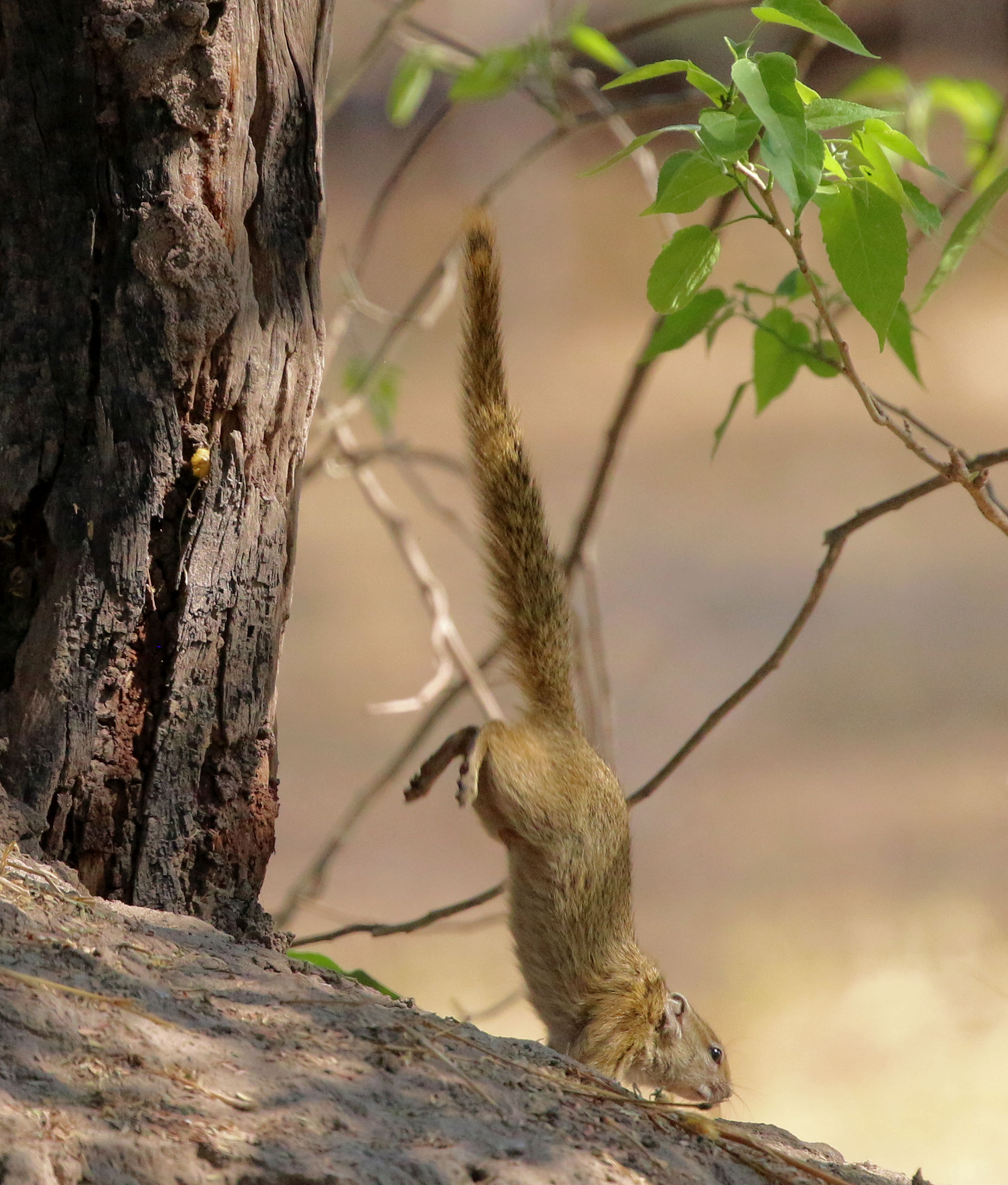 Gymnast Squirrel