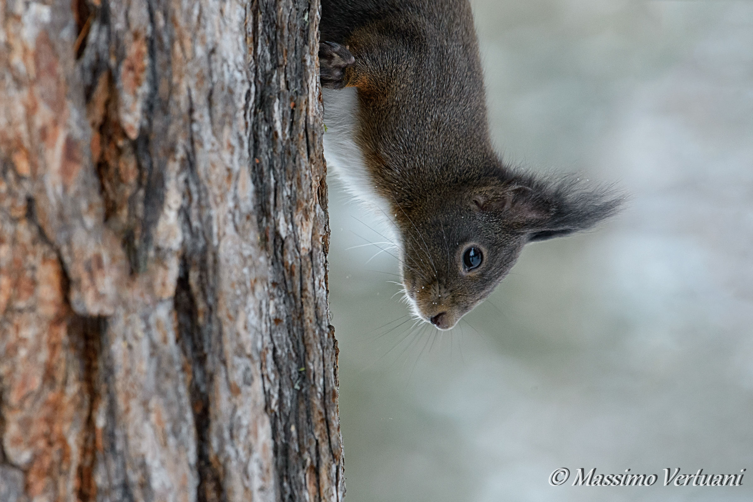 Scoiattolo (Engadina)