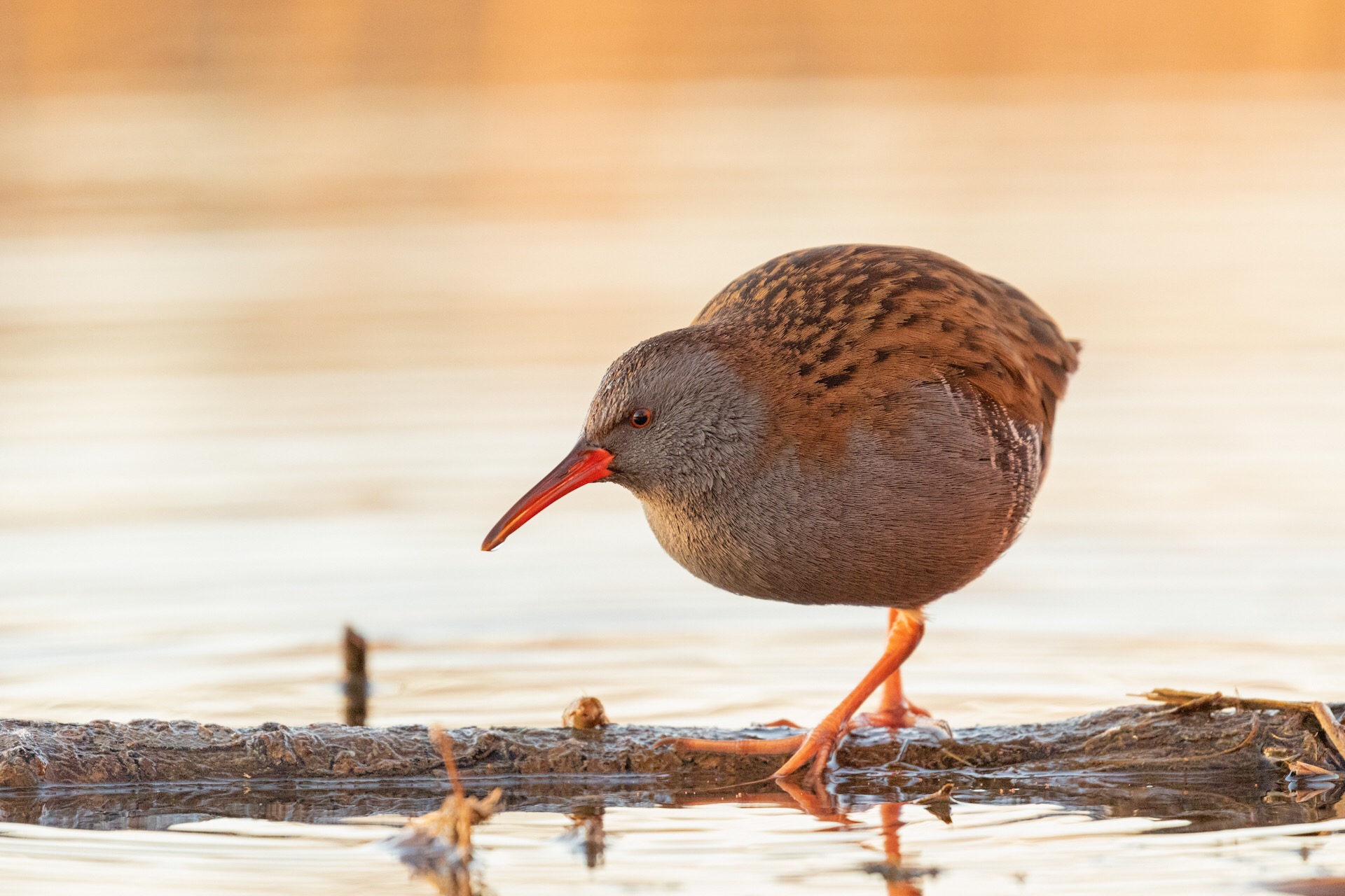Porciglione-Rallus aquaticus
