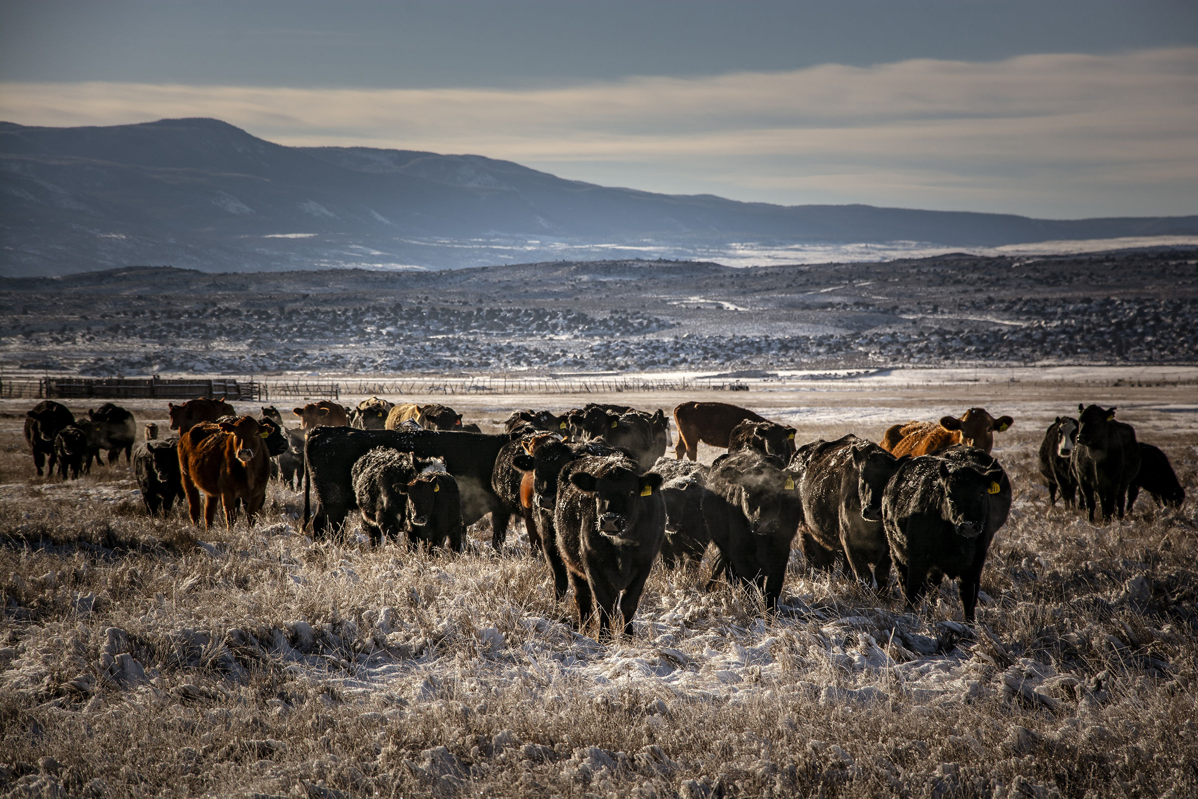 Natura invernale dello Utah