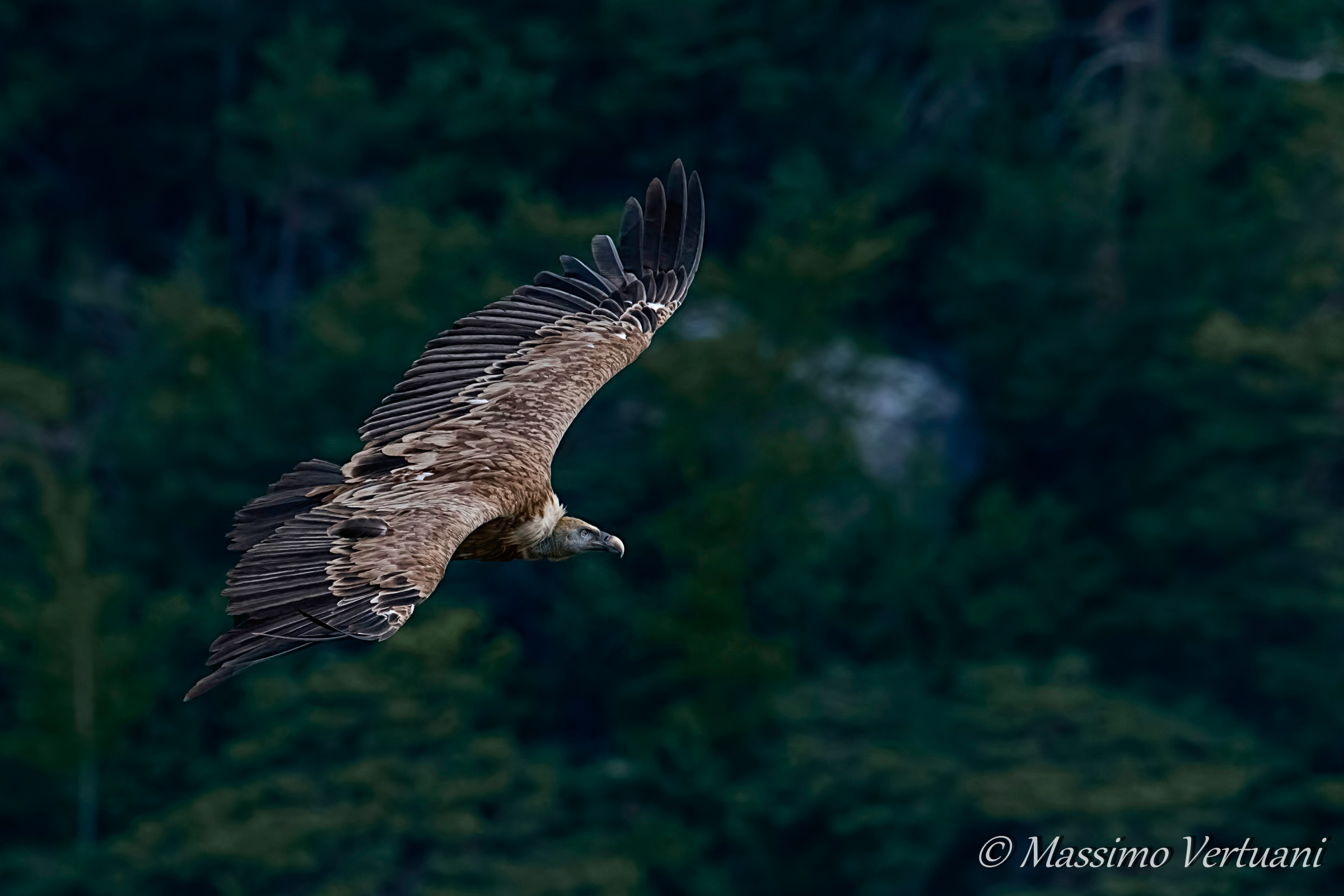 Grifone ( Gole del Verdon)