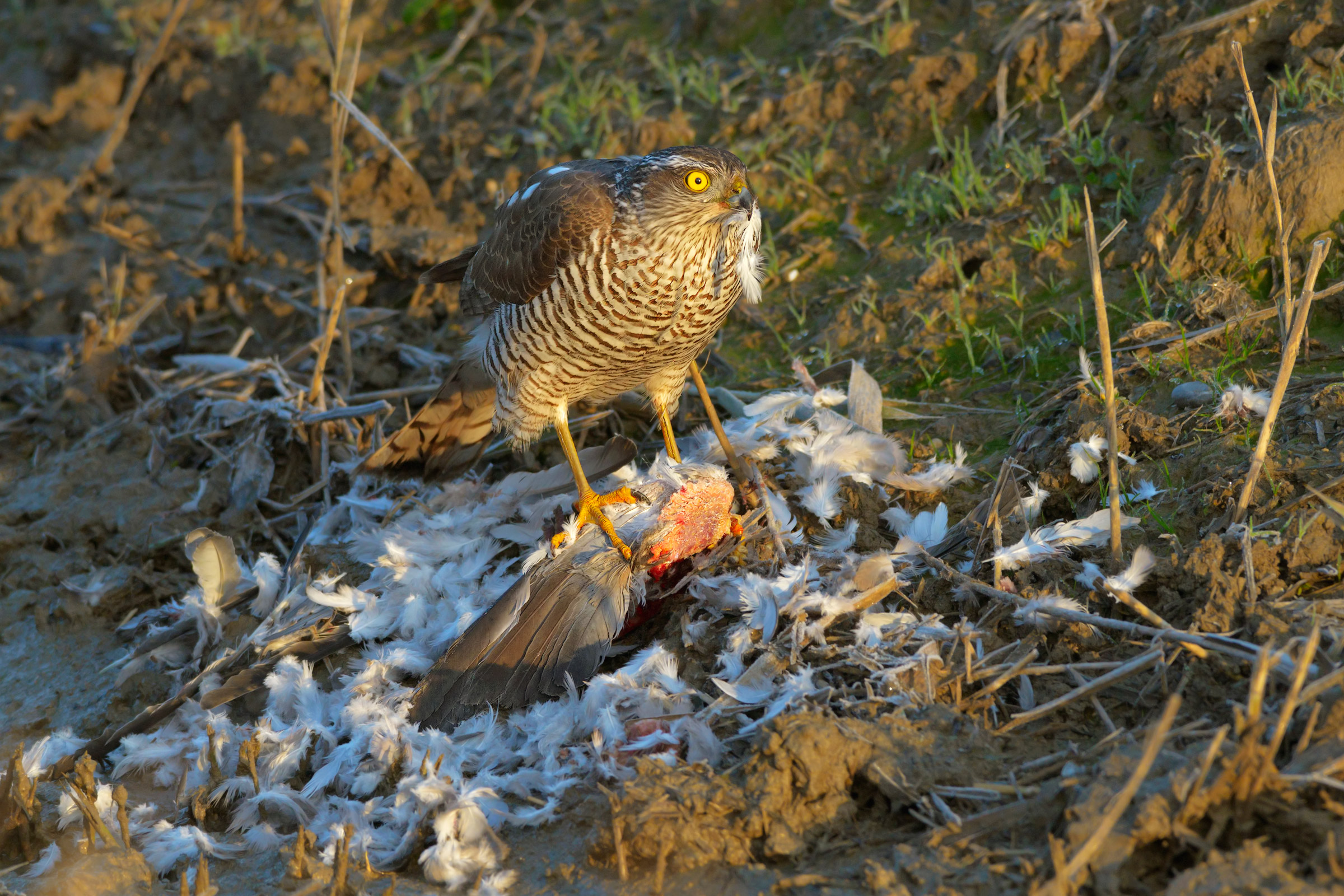 Goshawk with Prey.