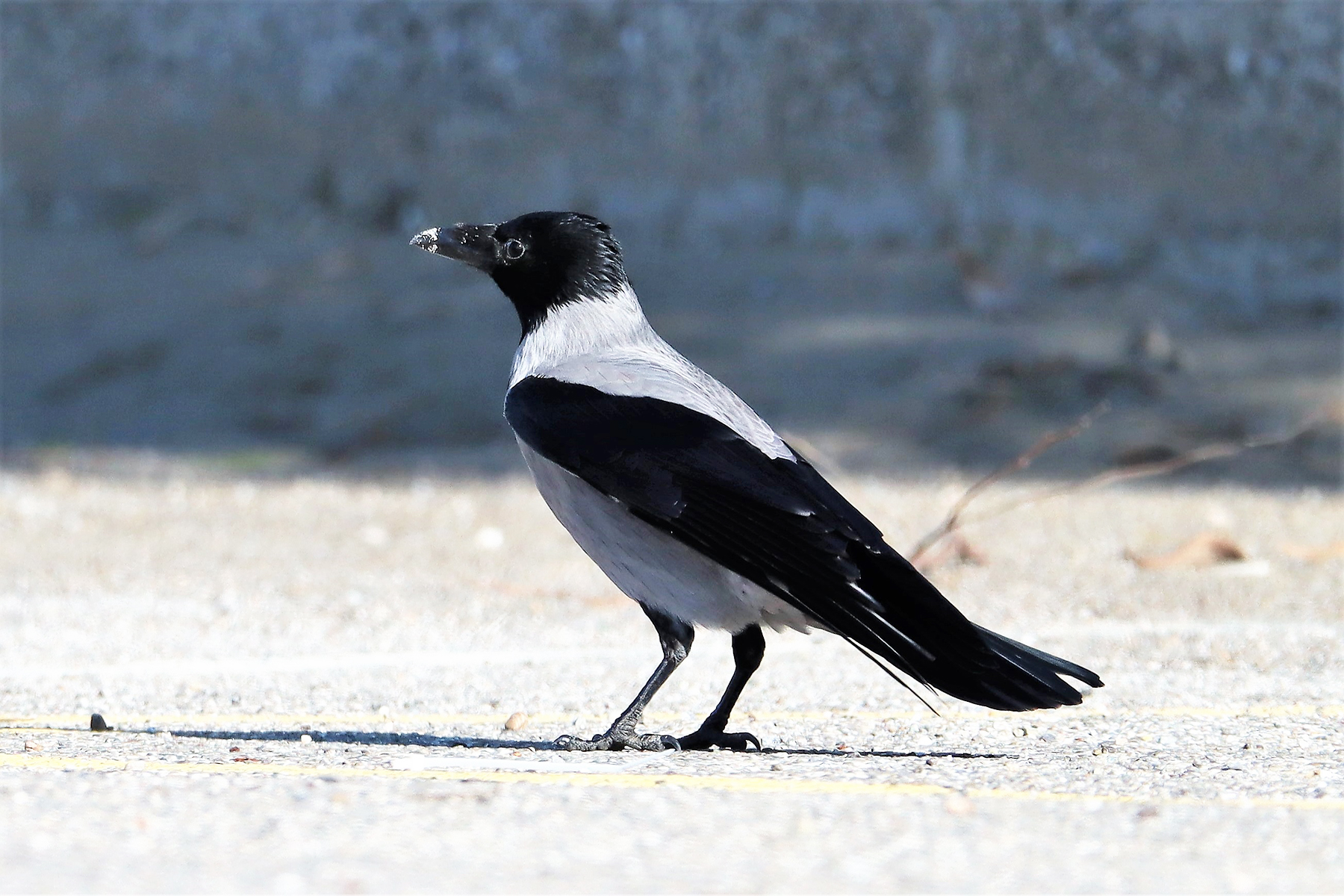 Corvus cornix (Cornacchia grigia)
