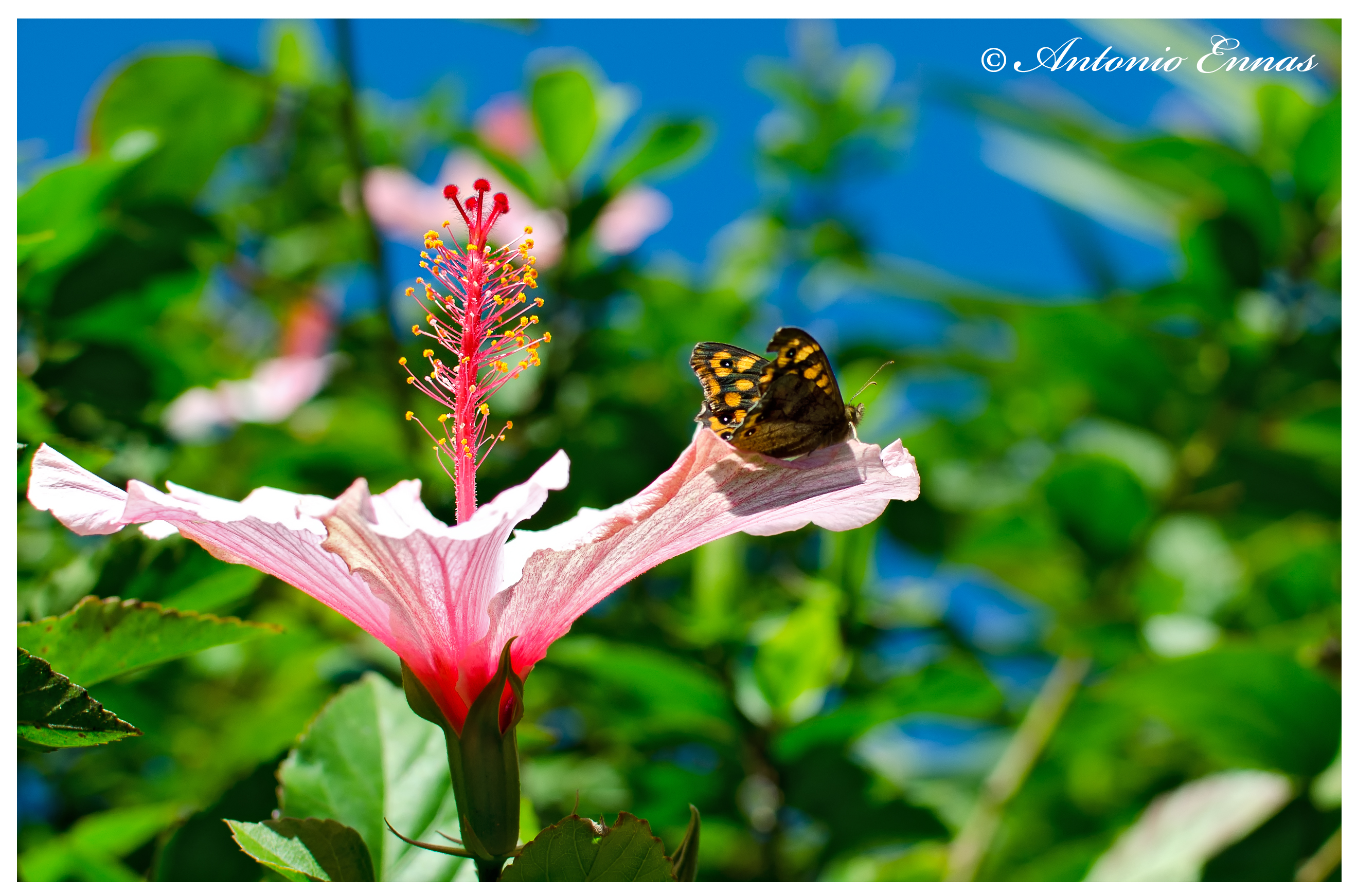 La principessa e il suo castello....