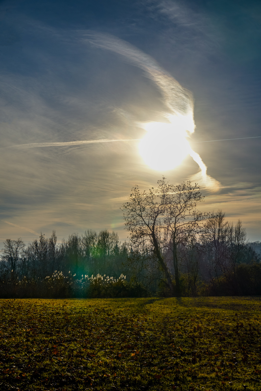 backlighting in Peat bog
