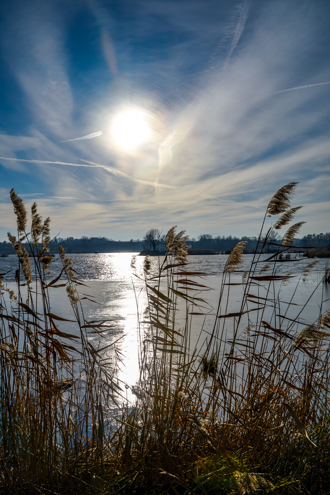 Among the reed beds