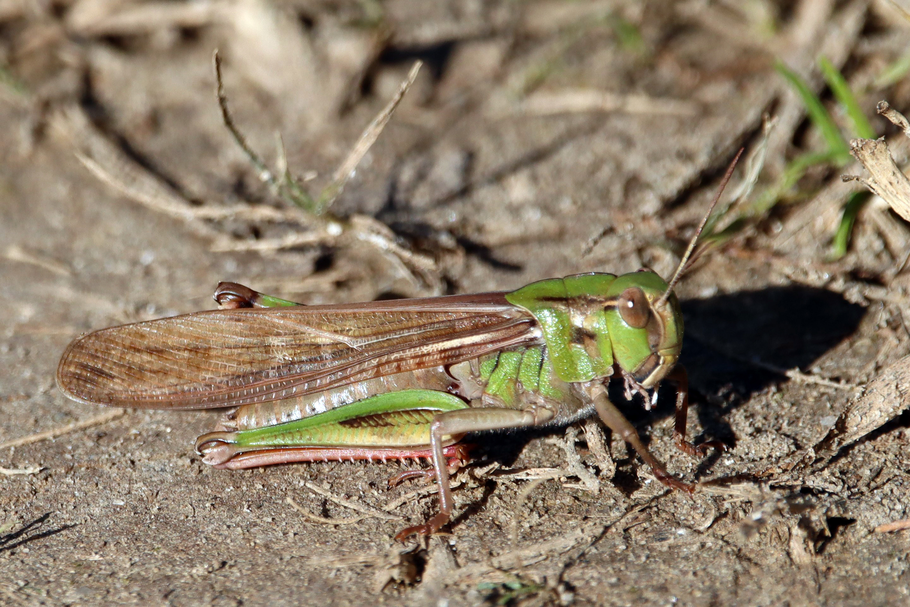 "l'Anonimo Bernaldese"