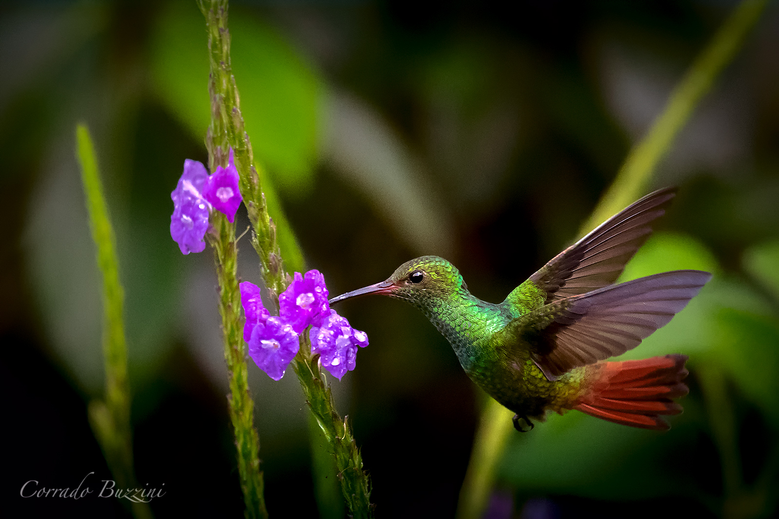 Colibri