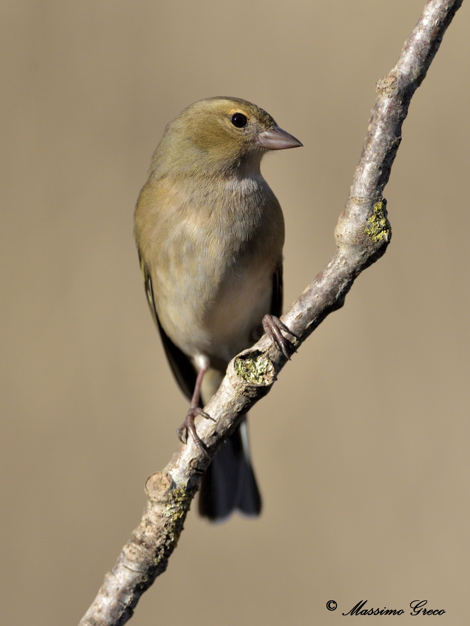 Fringuello - femmina