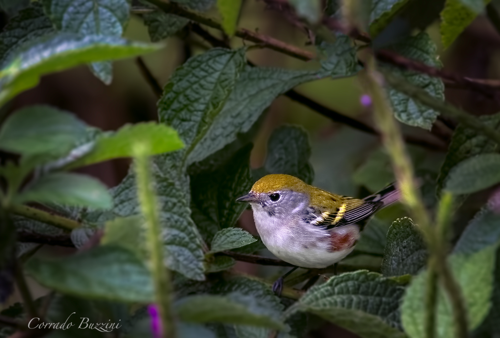CHESTNUT SIDED Warbler