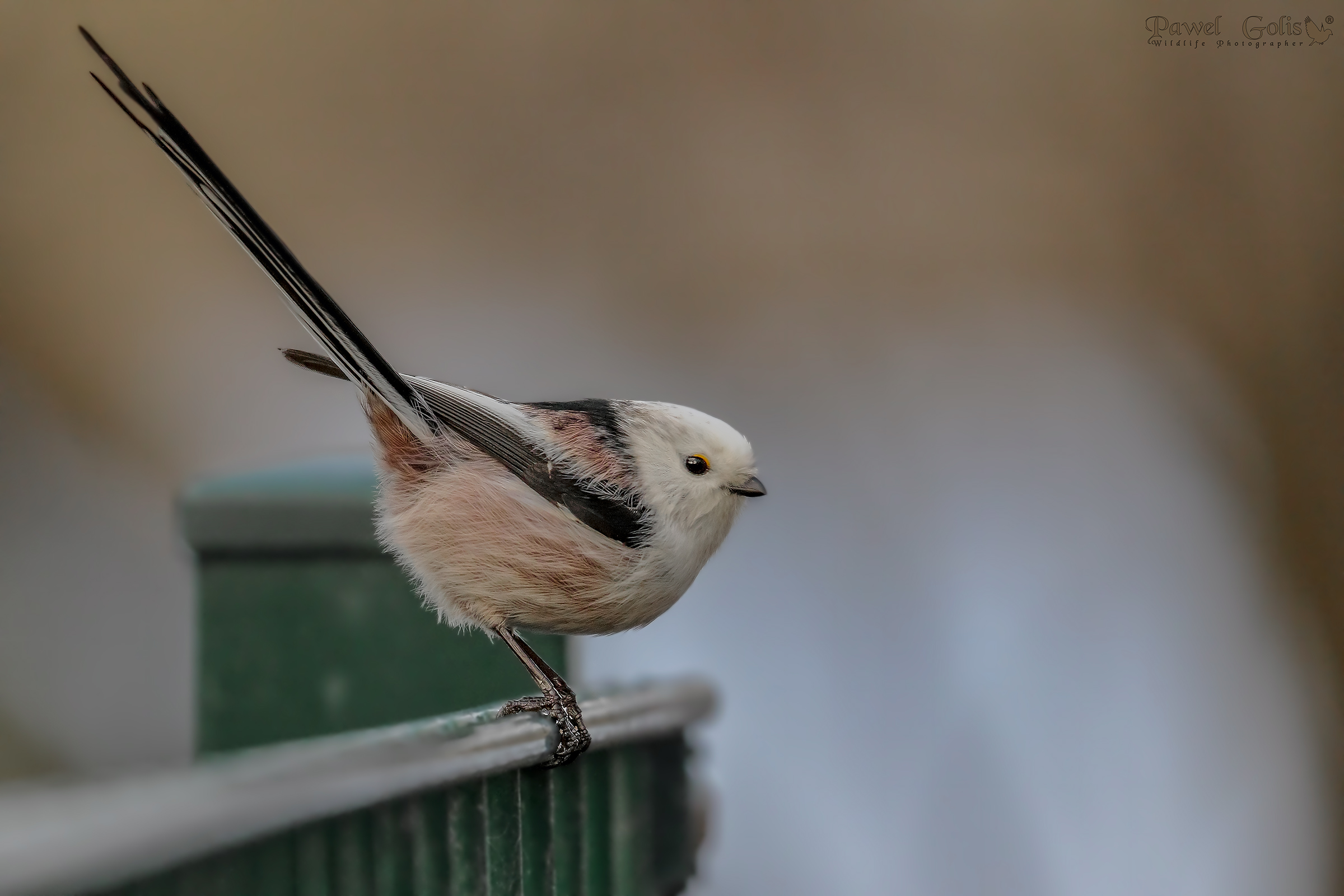 Bushtit a coda lunga (Aegithalos caudatus)