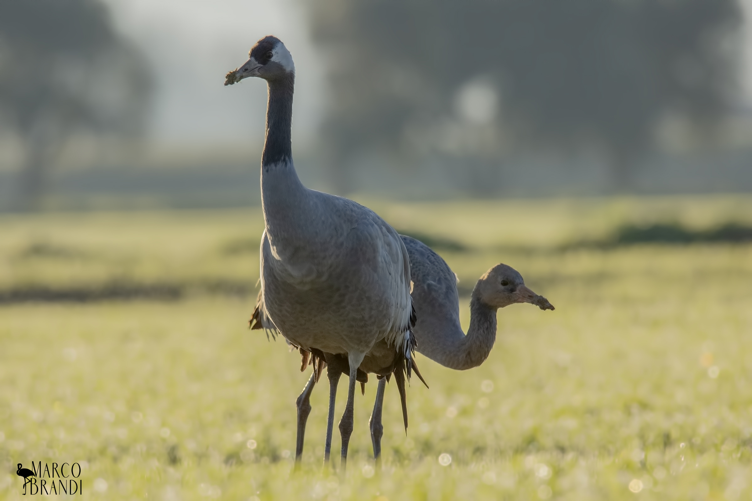 Grey Crane