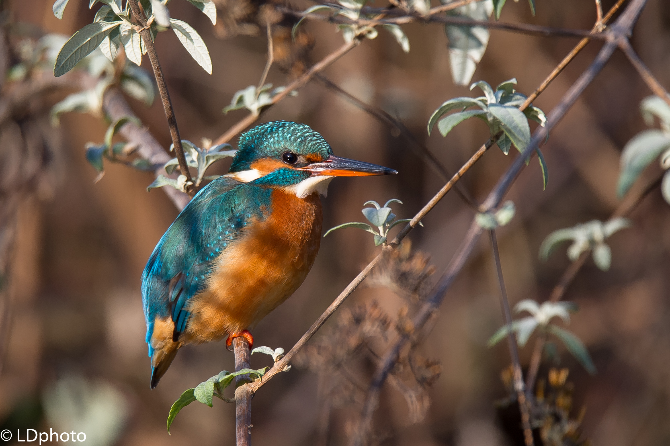 Kingfisher