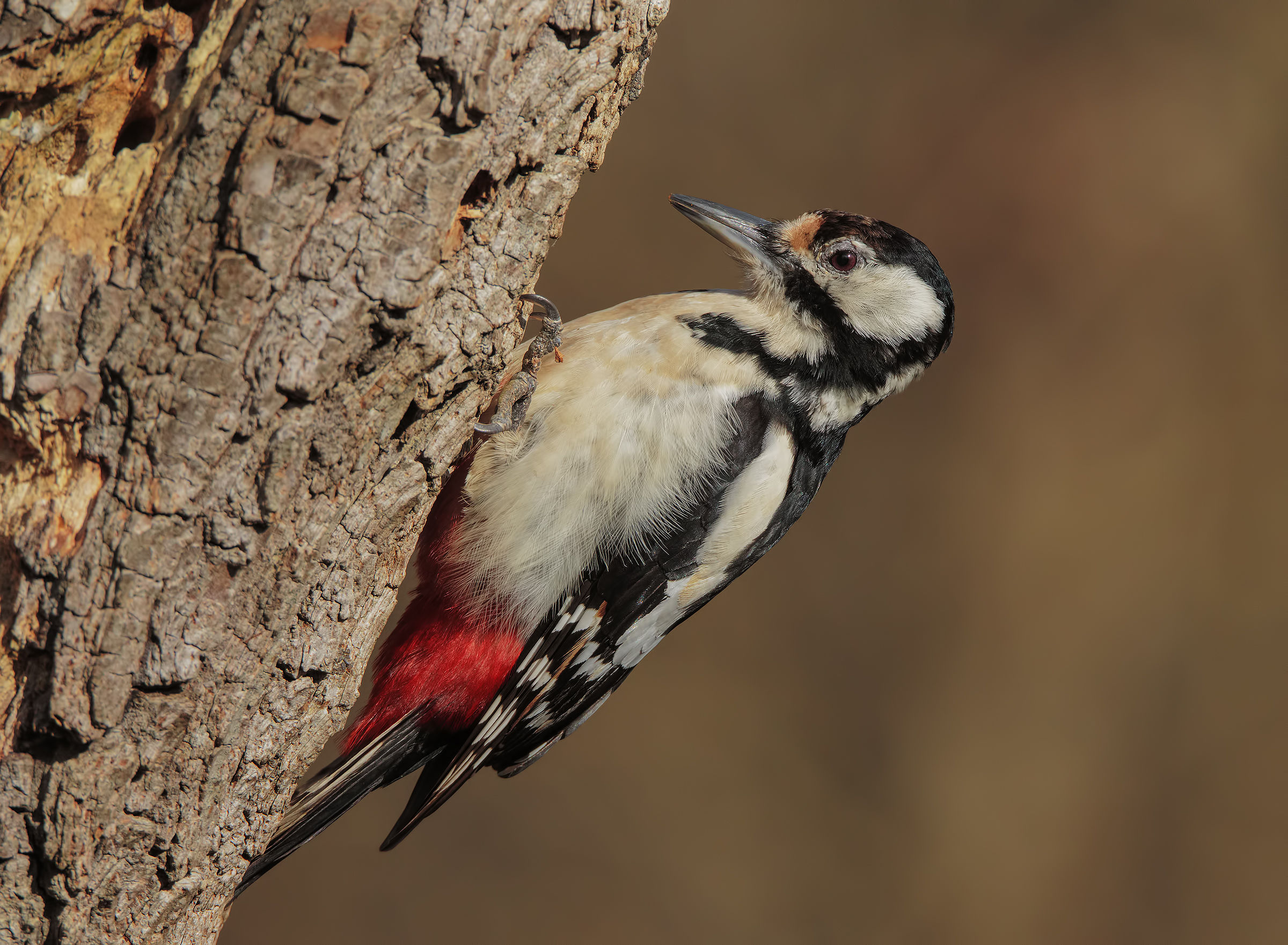 Big Red woodpeckers (f)