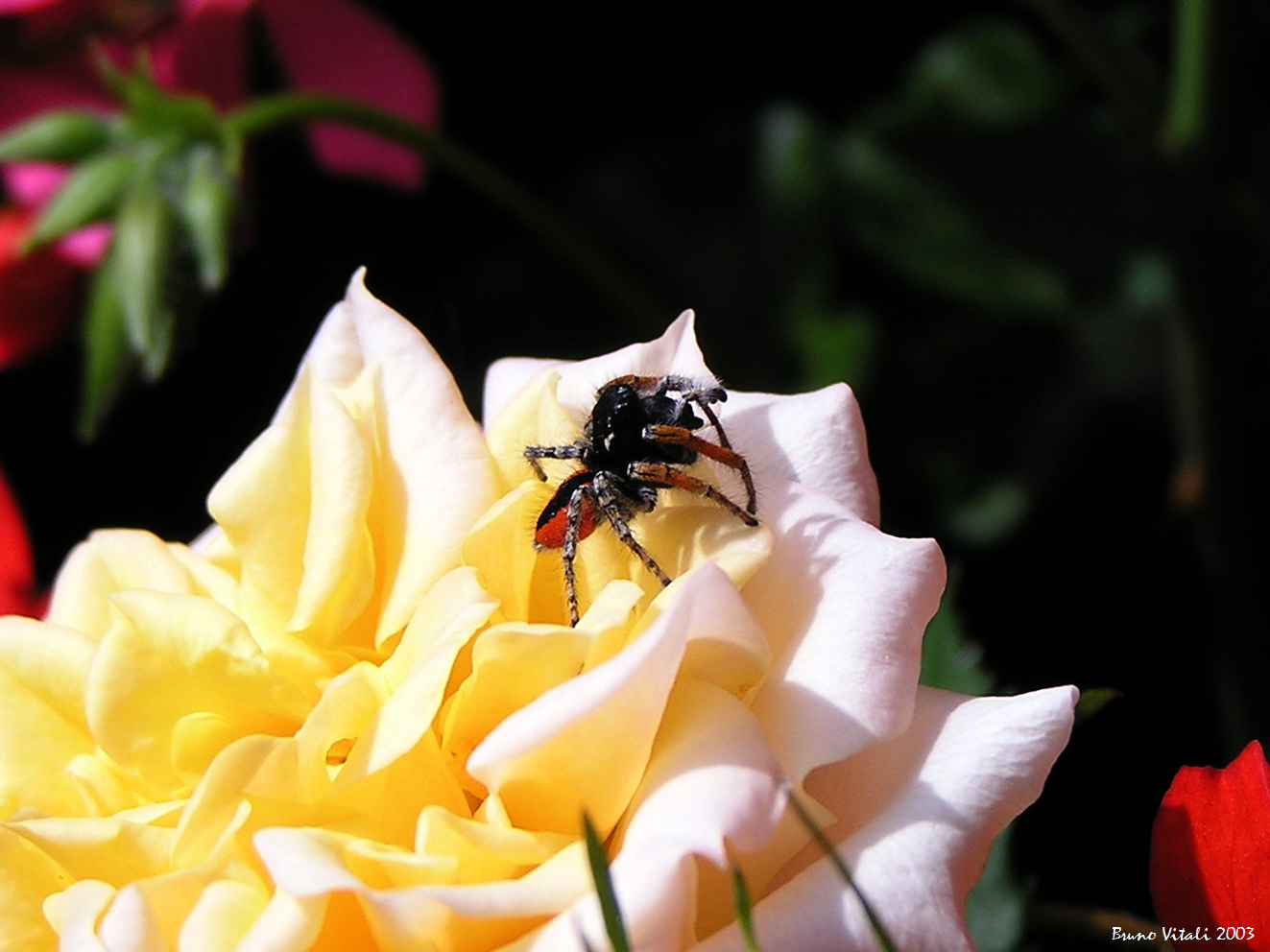 Ragno saltatore rosso