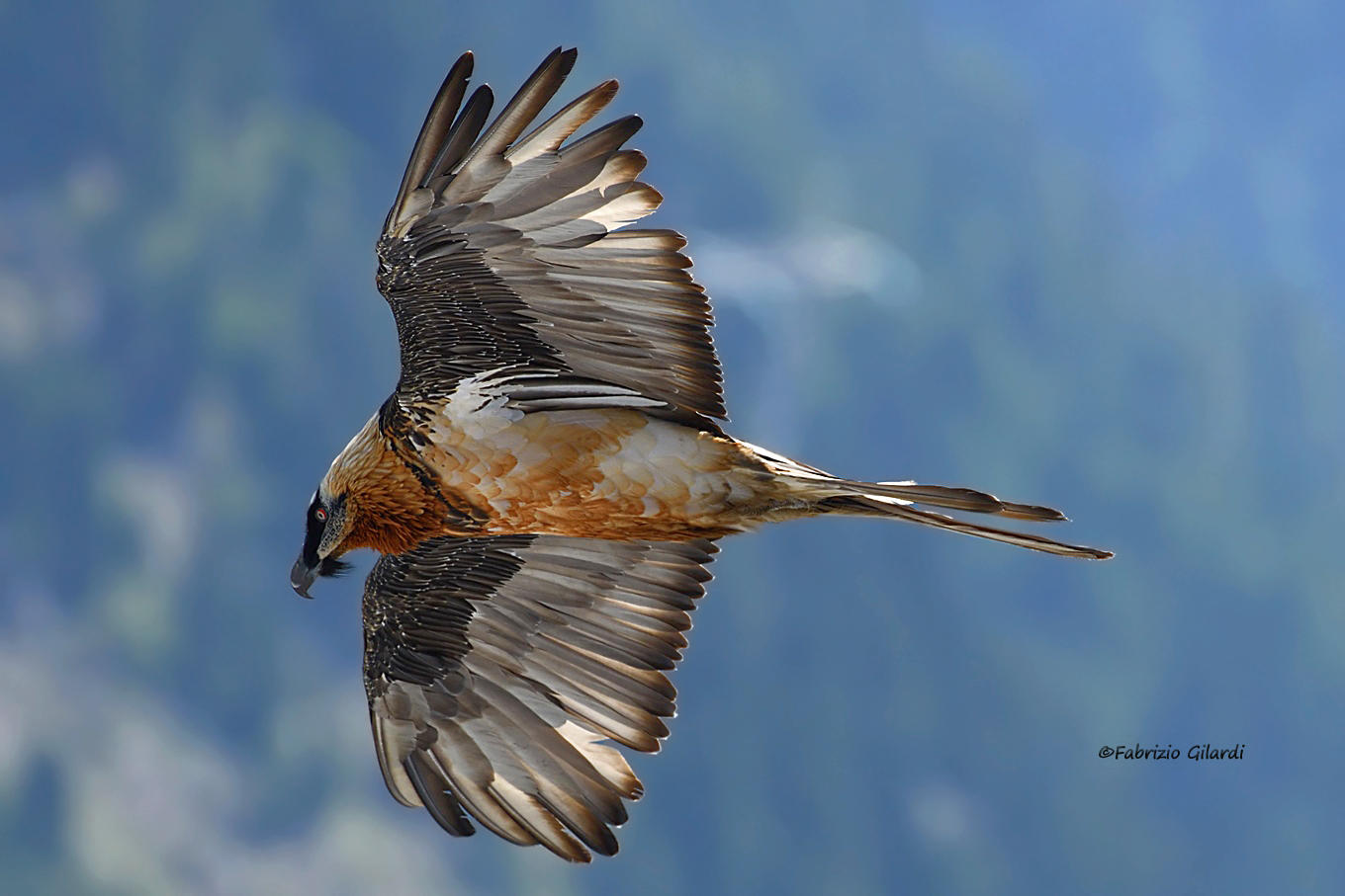 Gypaetus barbatus (Gipeto)