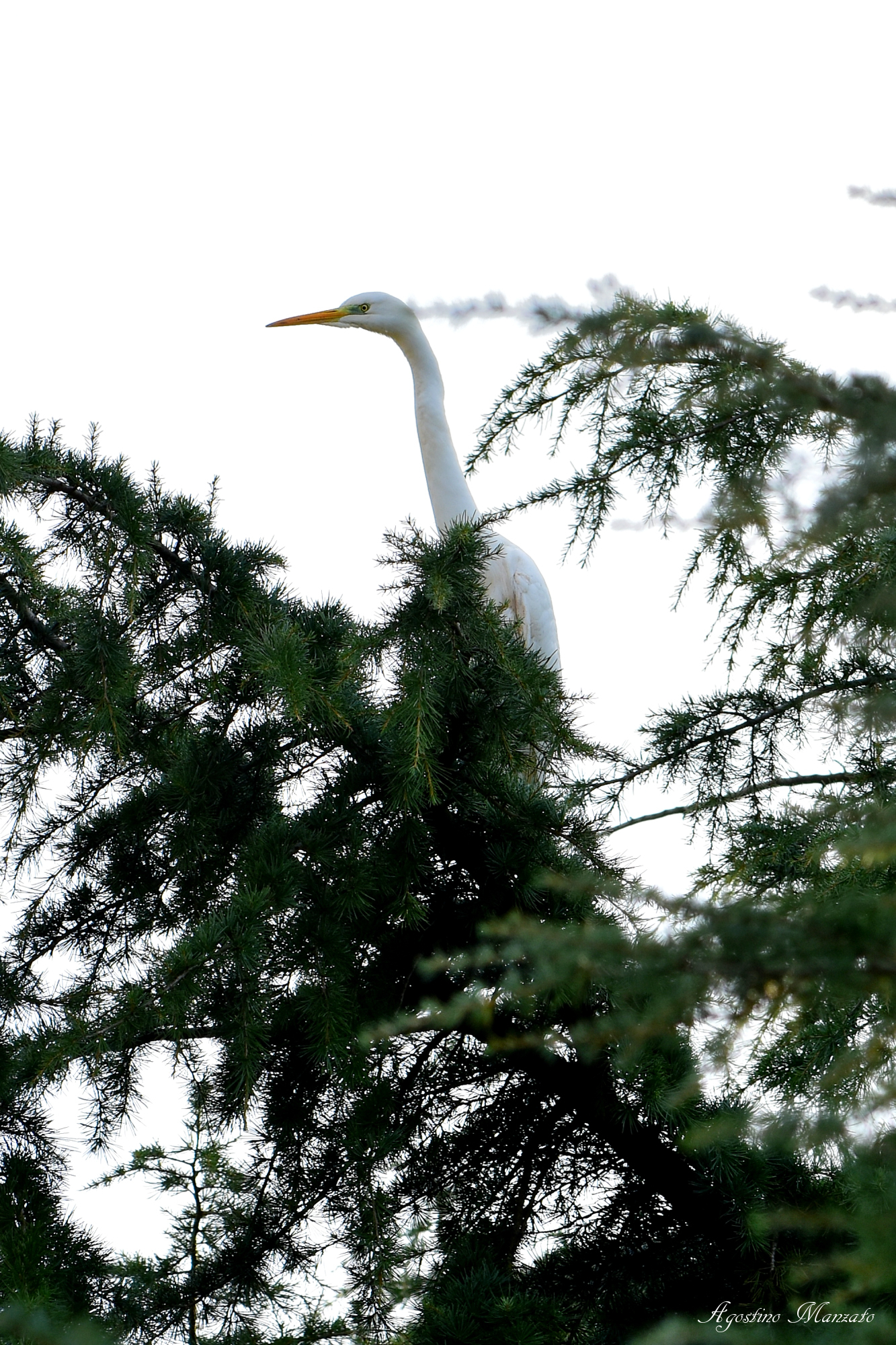 Lookout Heron on Cedar in front of house