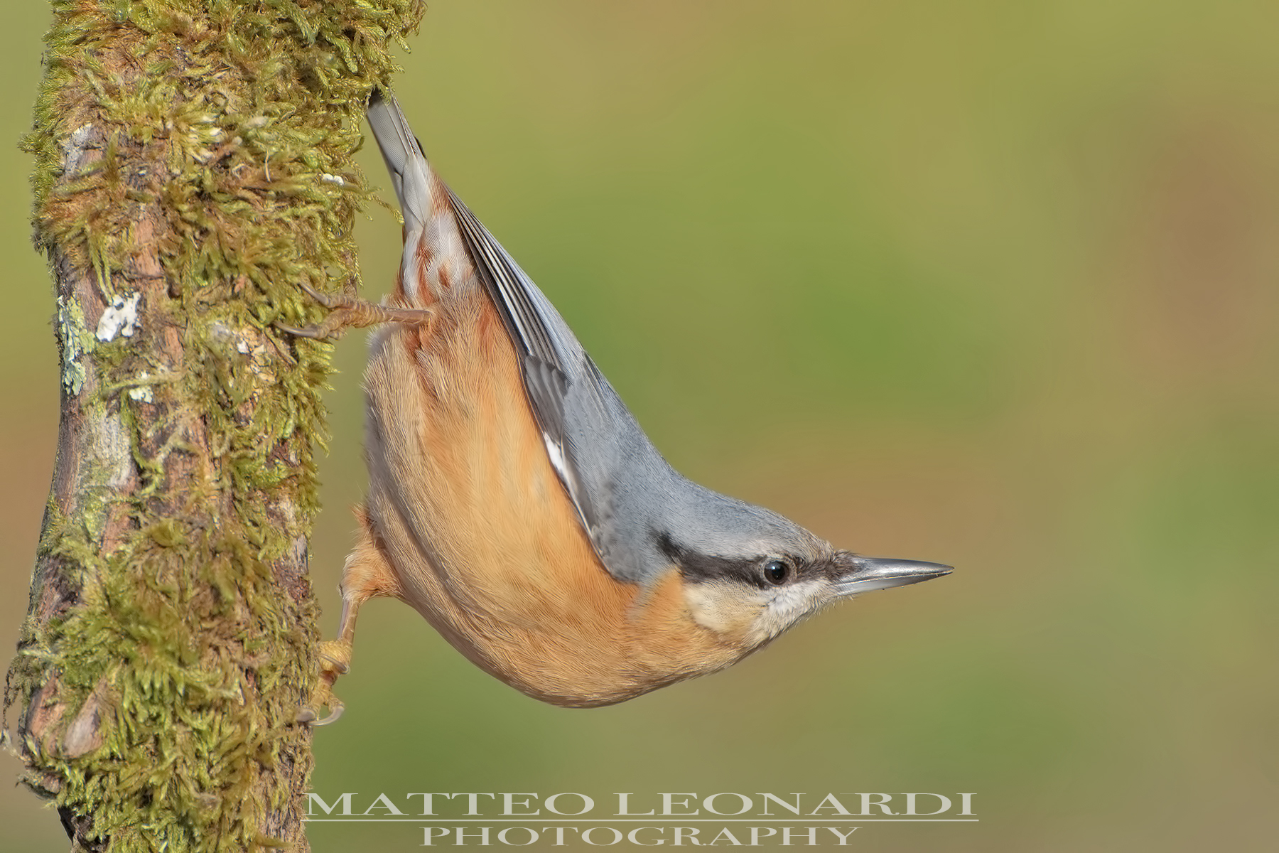 Picchio Muratore - Alpi Apuane