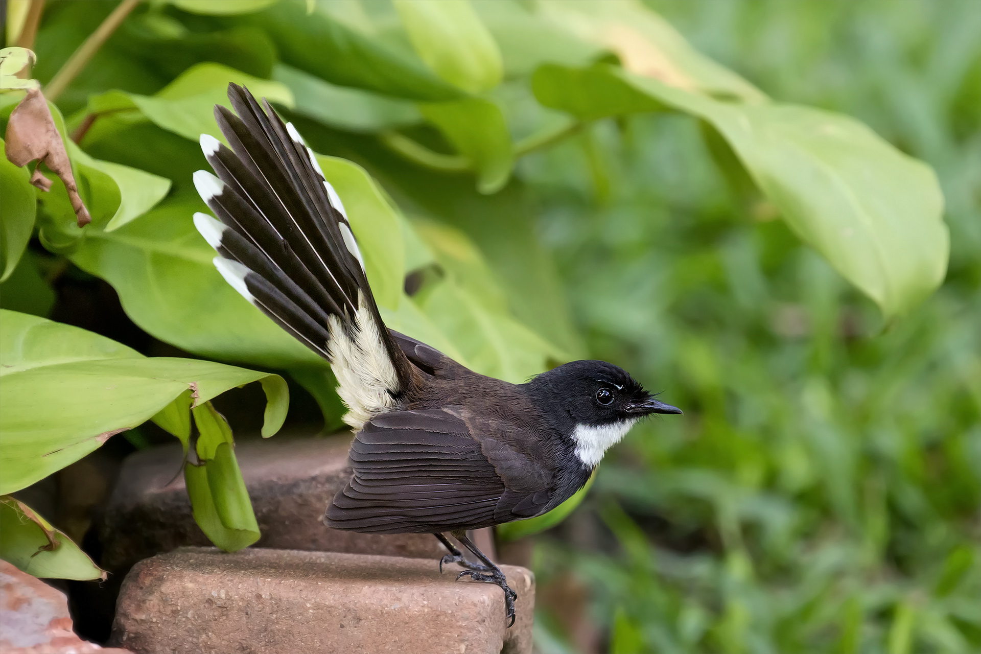 Malaysian Pied Fantail