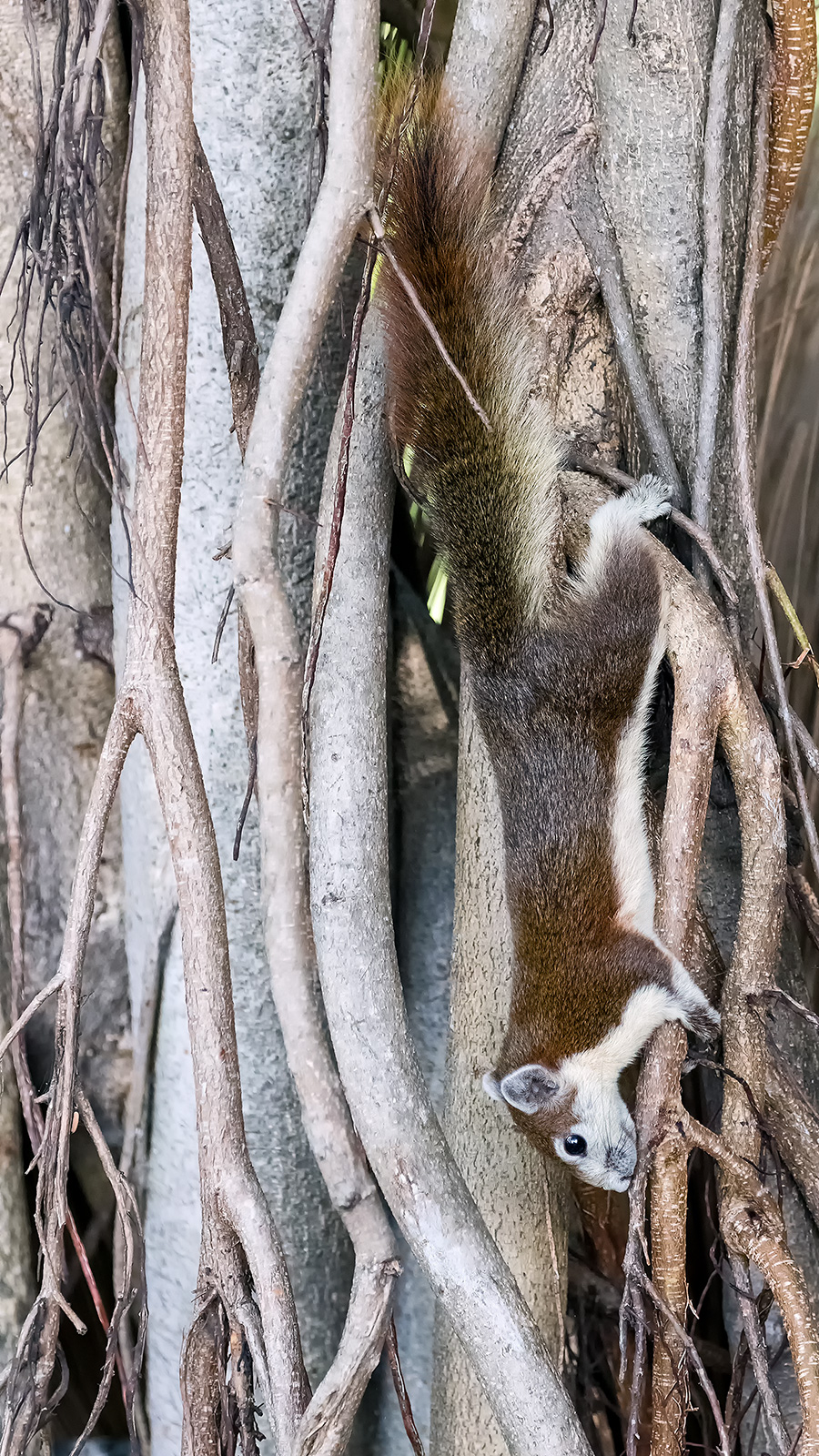 scoiattolo variabile