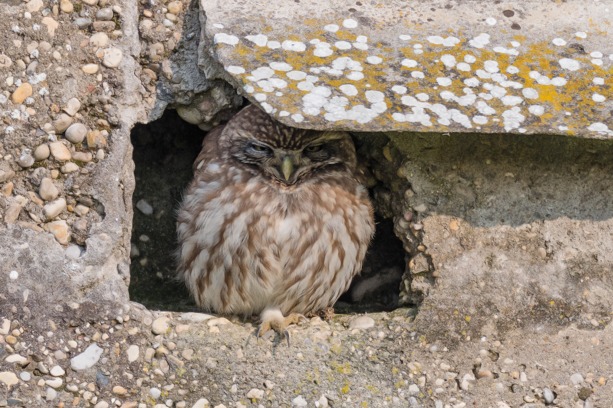 Good 2019 also to you owl