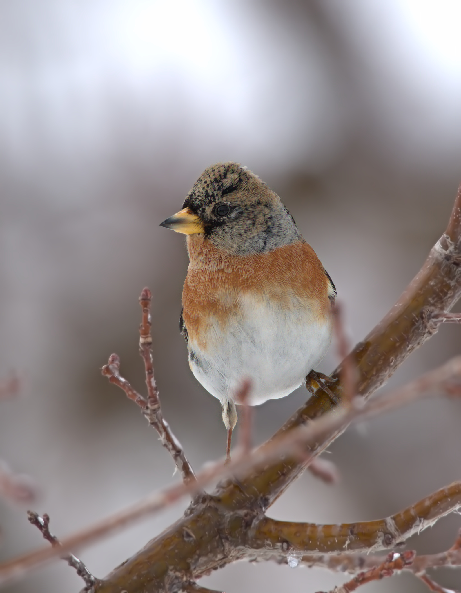Brambling