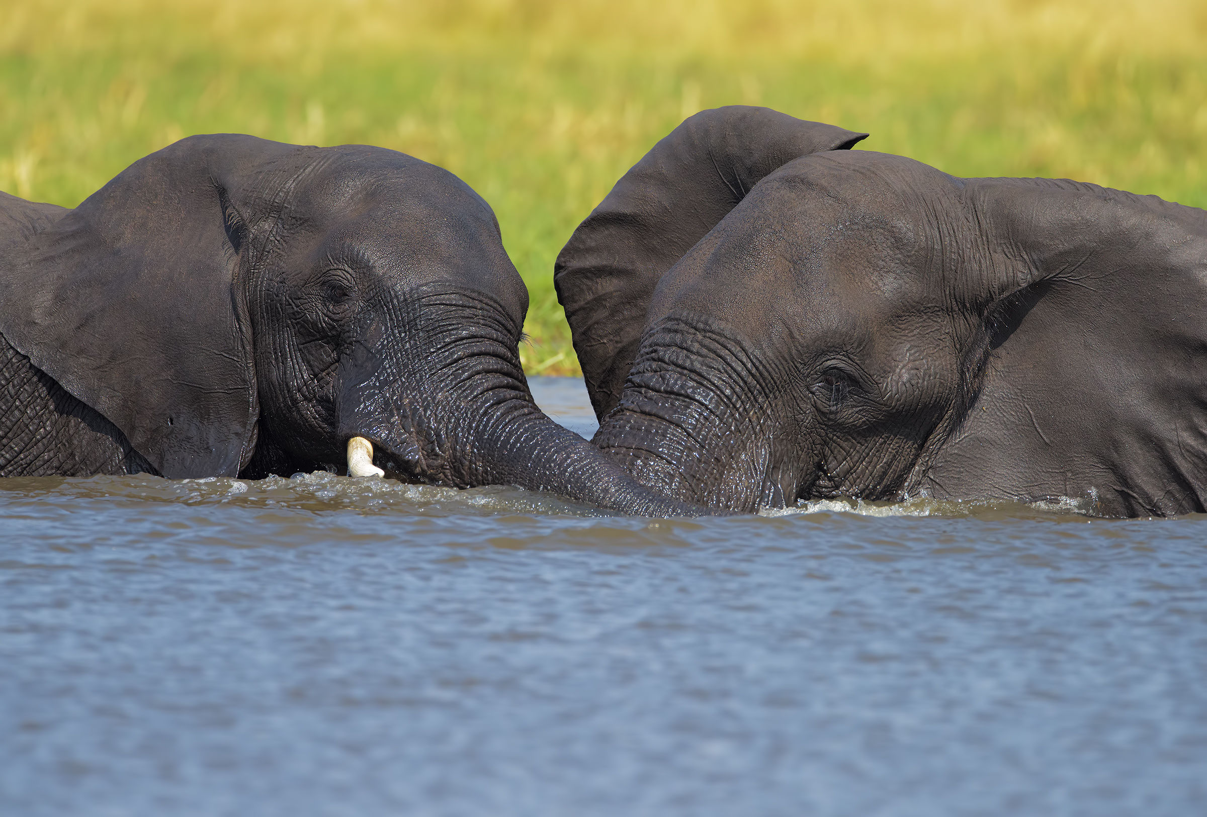 Il Maestro e l'Allievo