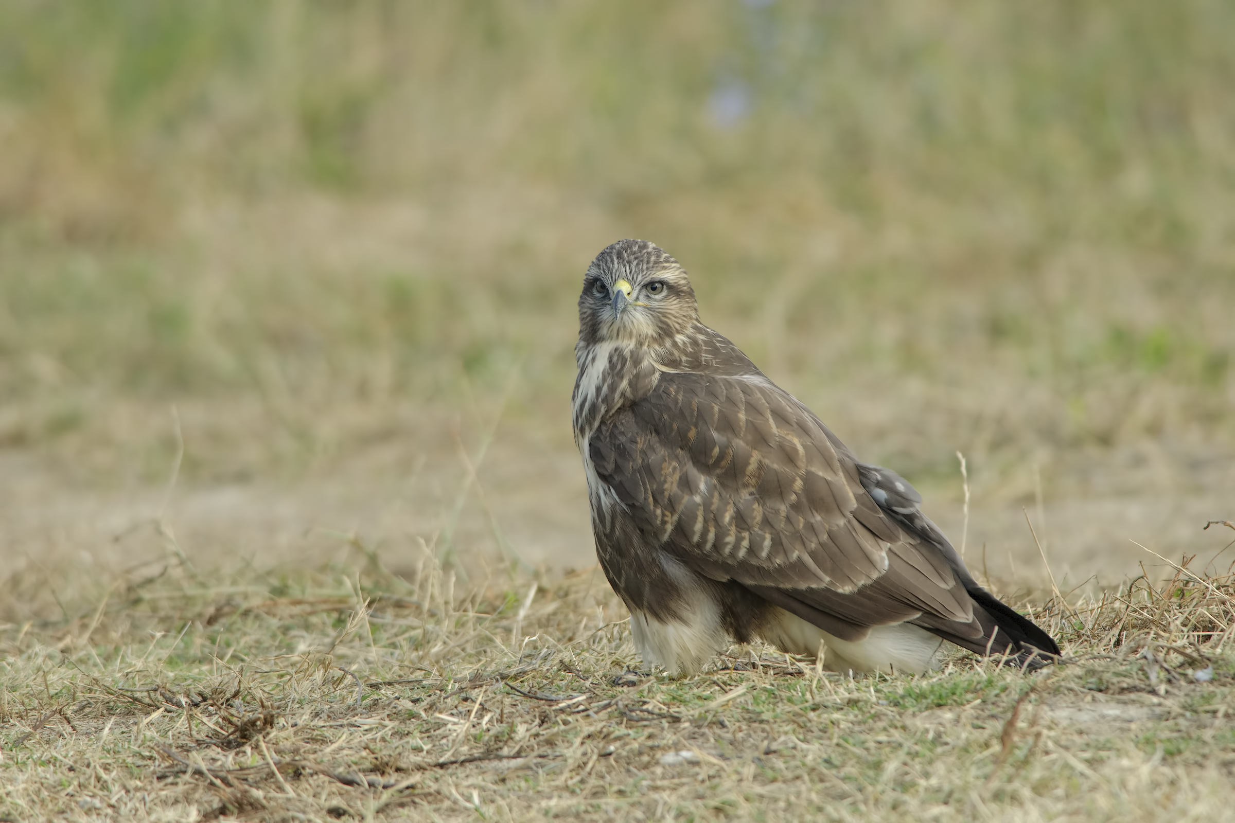Buzzard (Buteo buteo)