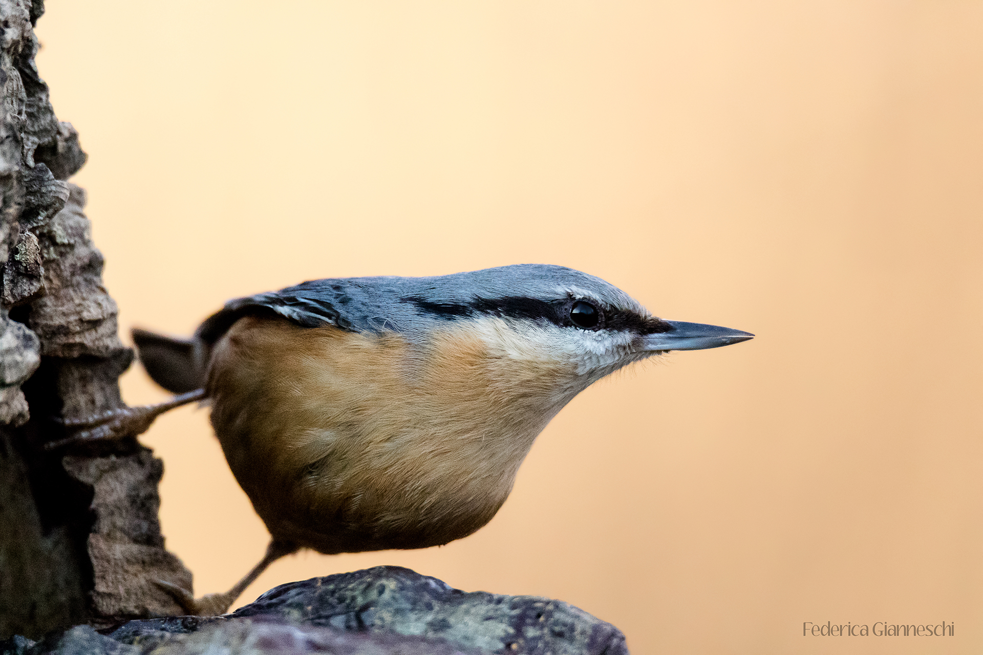 Profile of Nuthatch