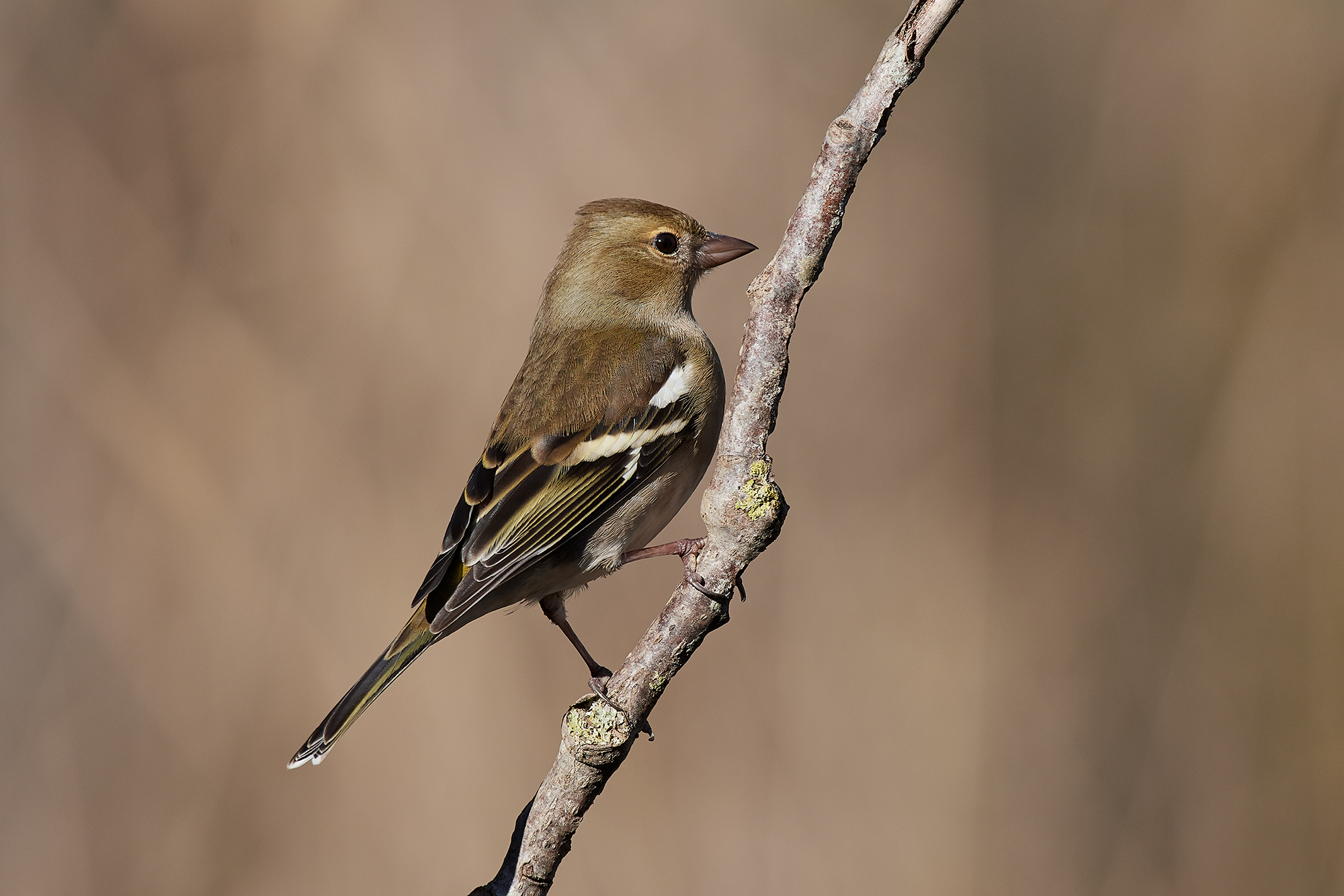 Chaffinch