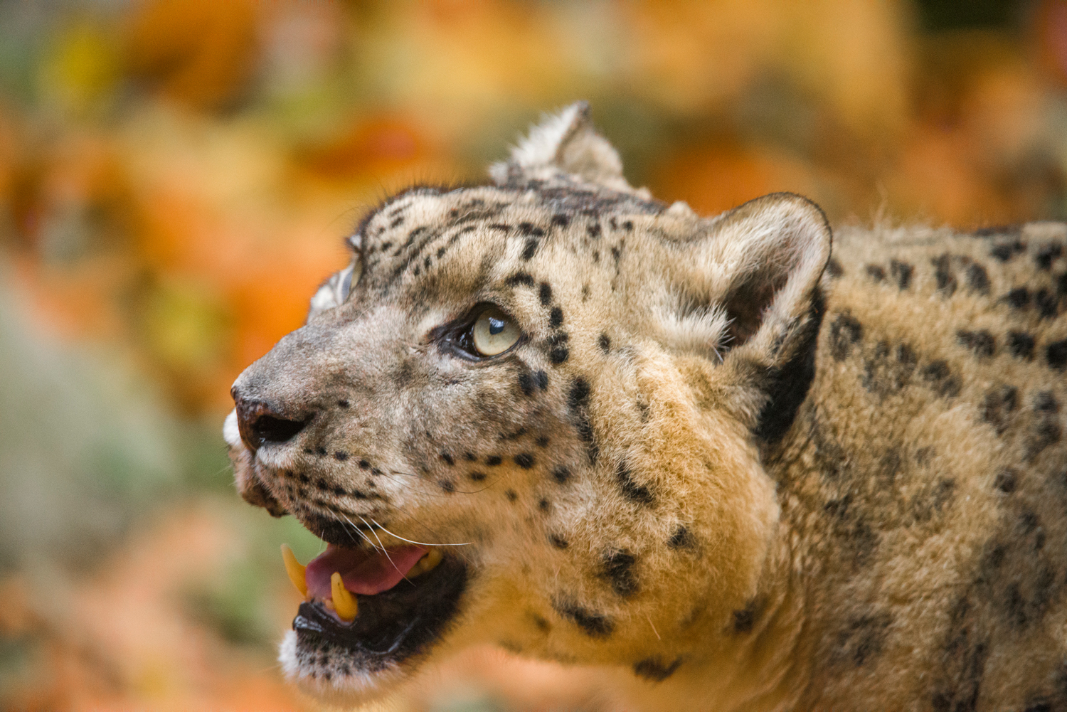 leopardo delle nevi