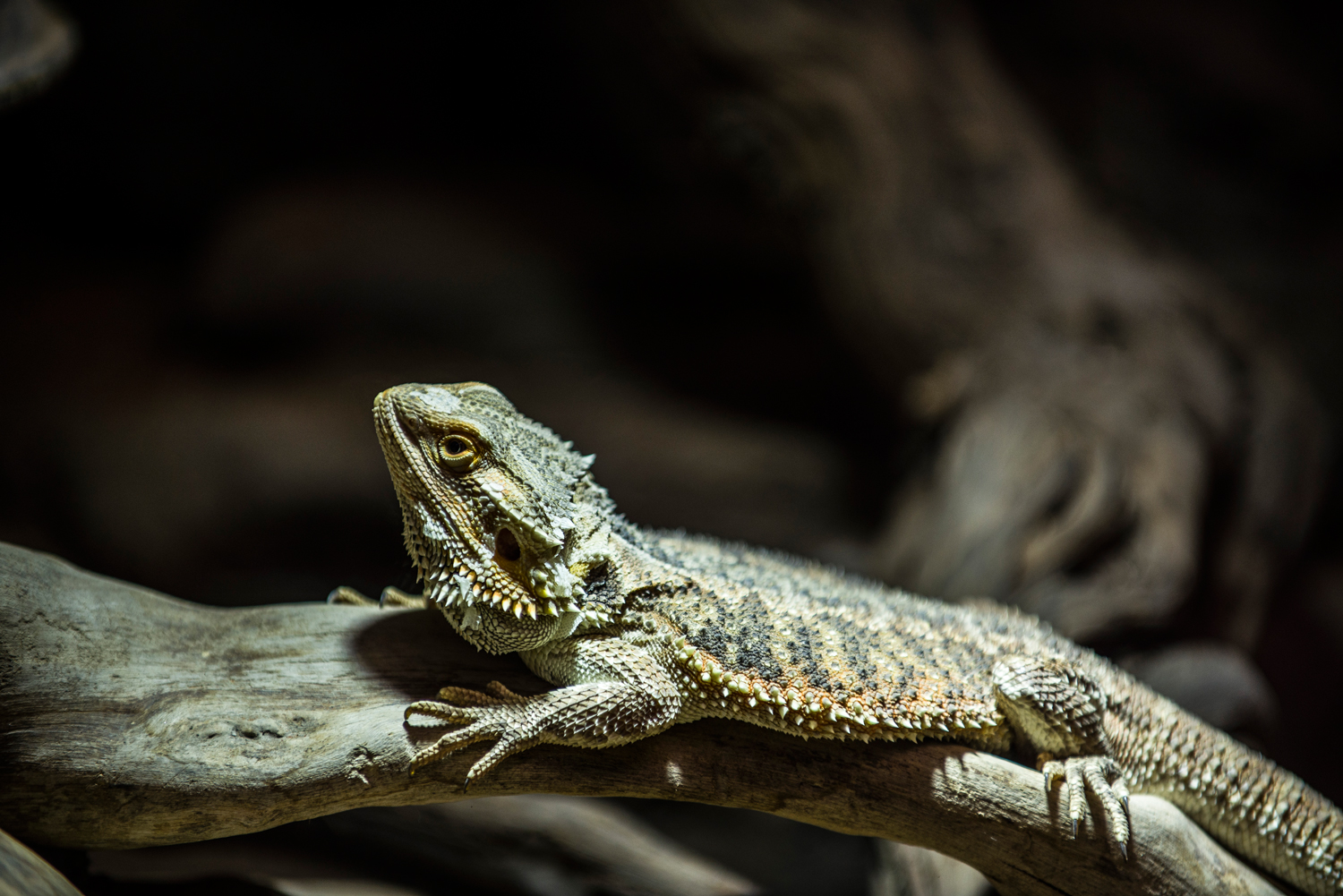 non ricordo cosa sia di preciso