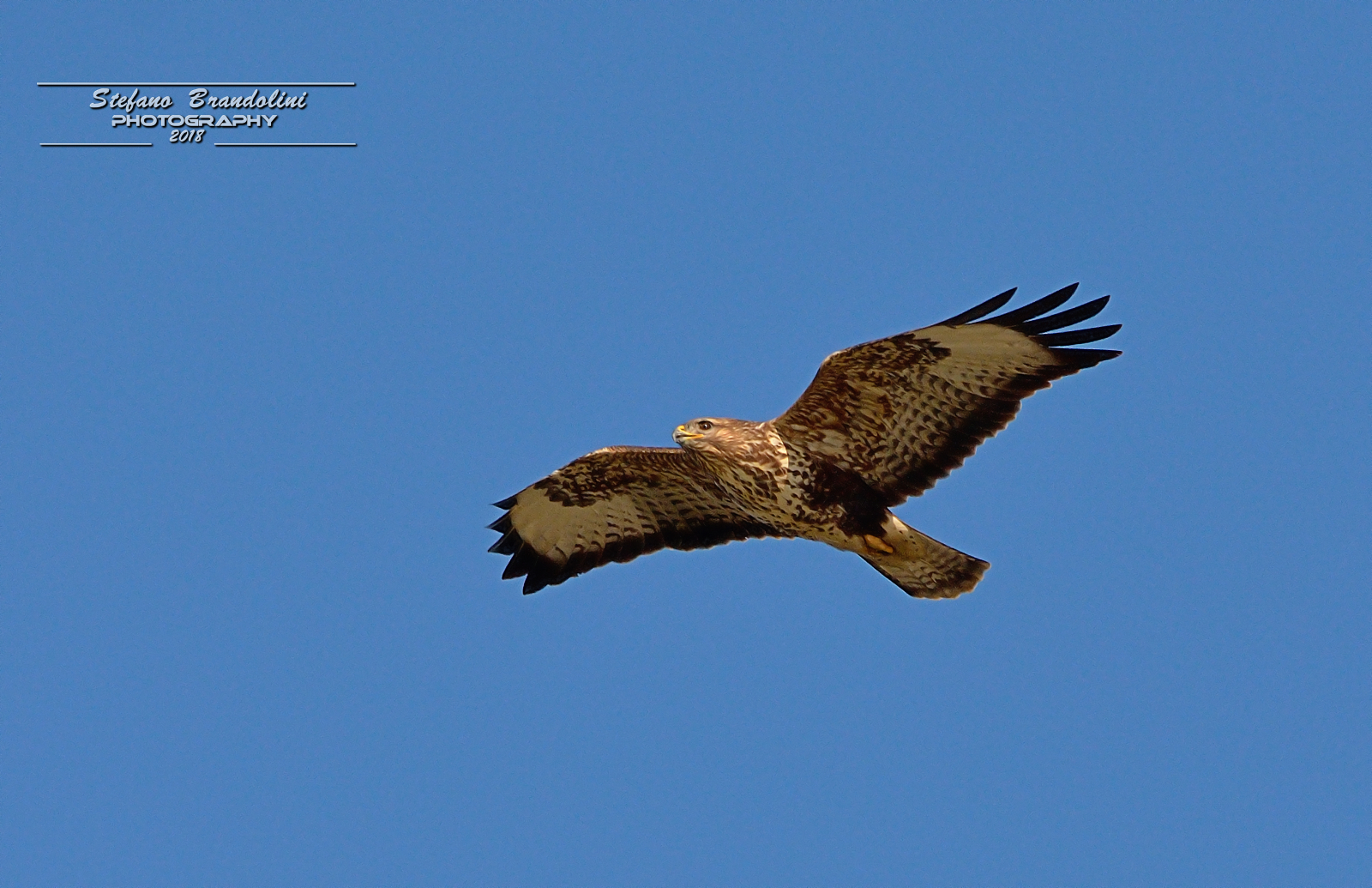Buteo Buteo (Poiana)