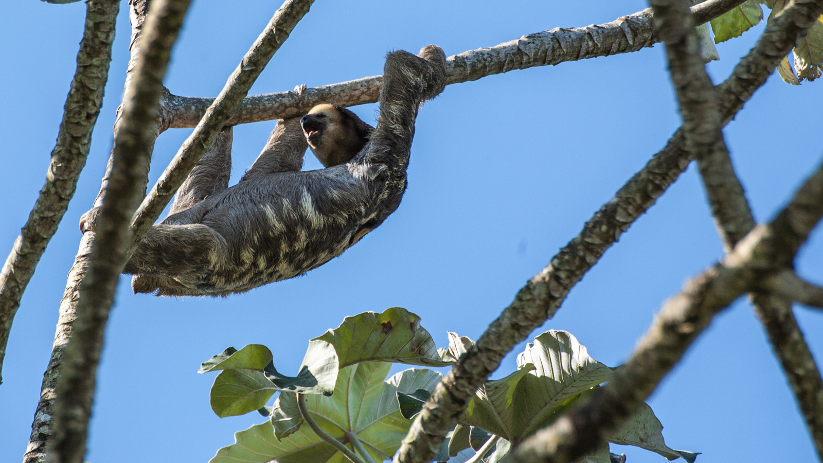 Bradipo Felice/Smiling Sloth