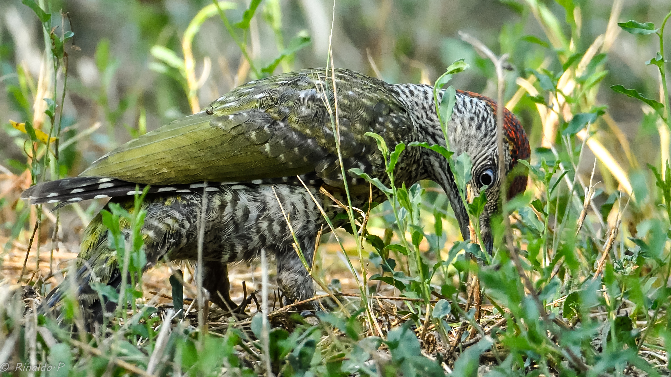 Young Green Woodpeckers