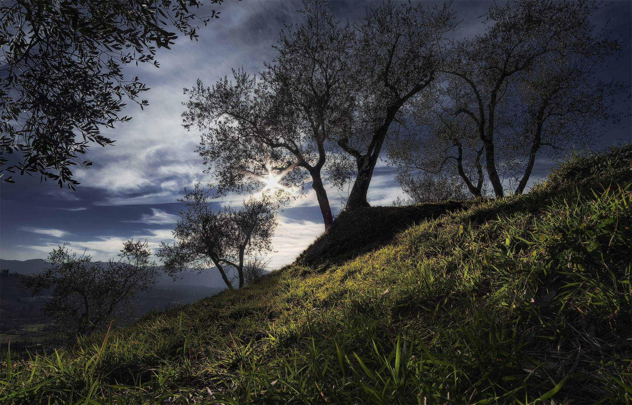 Peace among olive trees